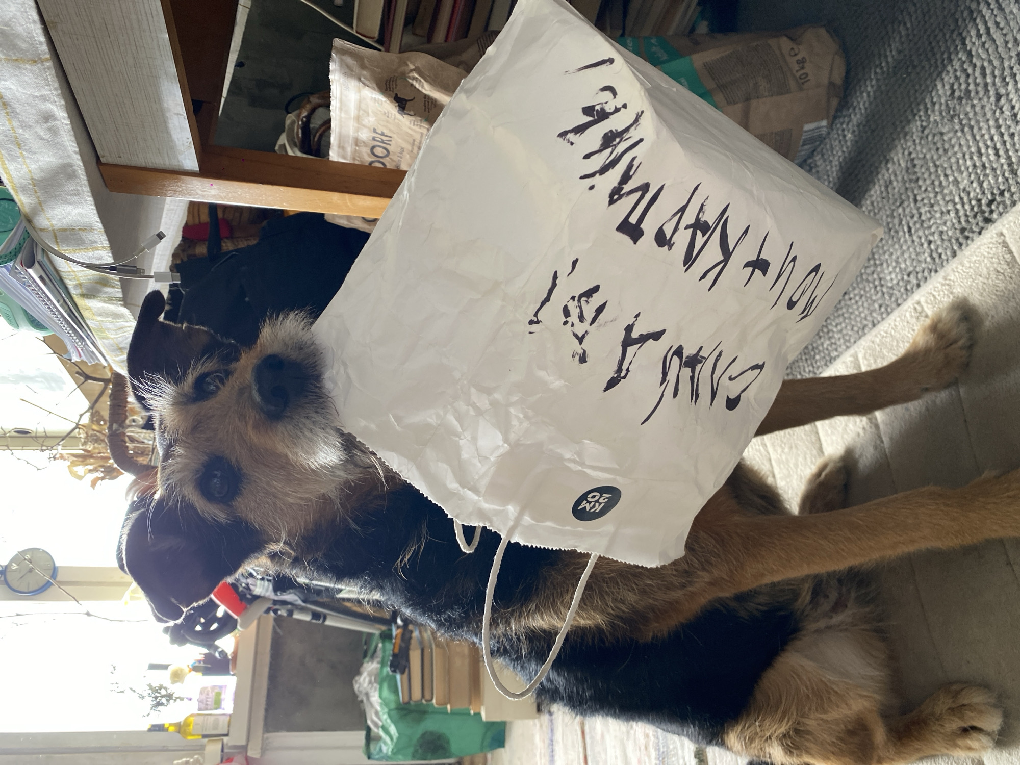 A dog is situated inside a white paper bag with black writing on it. The dog has brown fur on its legs and head, and black fur on its body. The dog is sitting in what appears to be a room with books, papers, and other items scattered around. The black writing on the paper bag contains Cyrillic characters and includes the letters "KM 20".