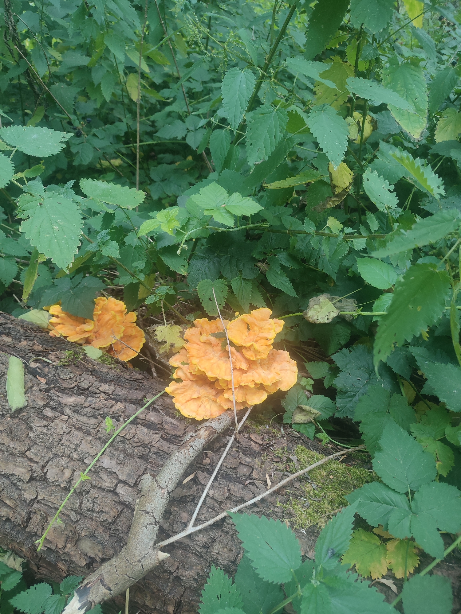 The image depicts a close-up view of a fallen tree trunk on the ground, partially covered in moss. On the trunk, a cluster of bright orange, shelf-like fungi is growing. The fungi have a layered, wavy appearance. The background is filled with lush green foliage, including nettle-like plants and some darker green leaves, suggesting a natural, overgrown environment. The lighting appears to be natural daylight, with some dappled shadows. There are no people or animals visible in the scene. The overall impression is one of nature reclaiming a fallen log in a wooded or overgrown area. The image does not provide any specific information that would allow for identification of a location within the city of Antwerp, Belgium.