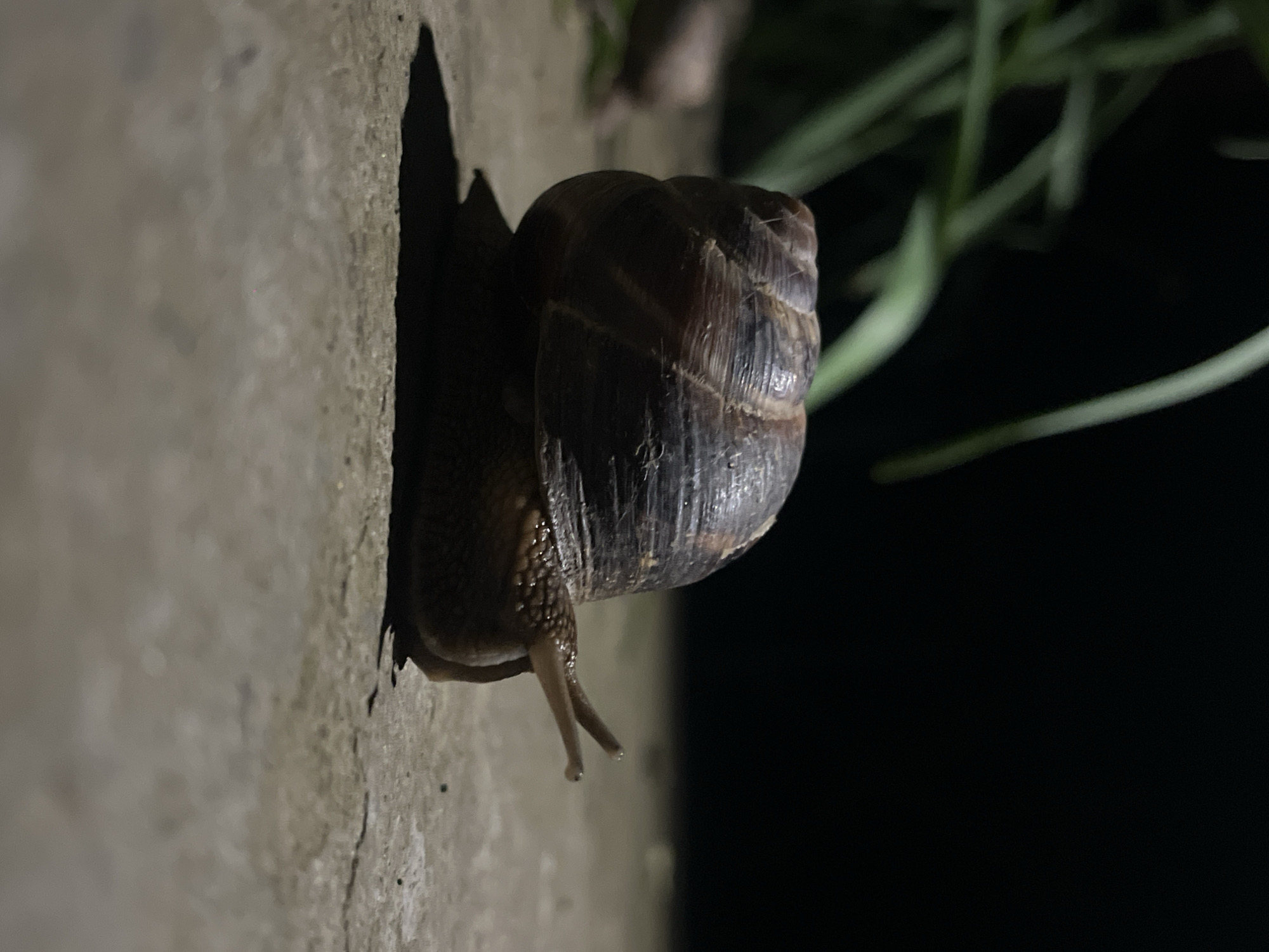 A snail clings to a wall in Novopokrovskaya, Russia. The snail's shell is dark brown with lighter ridges. The wall is a light gray color with a rough texture. Dark background with blurred green blades.