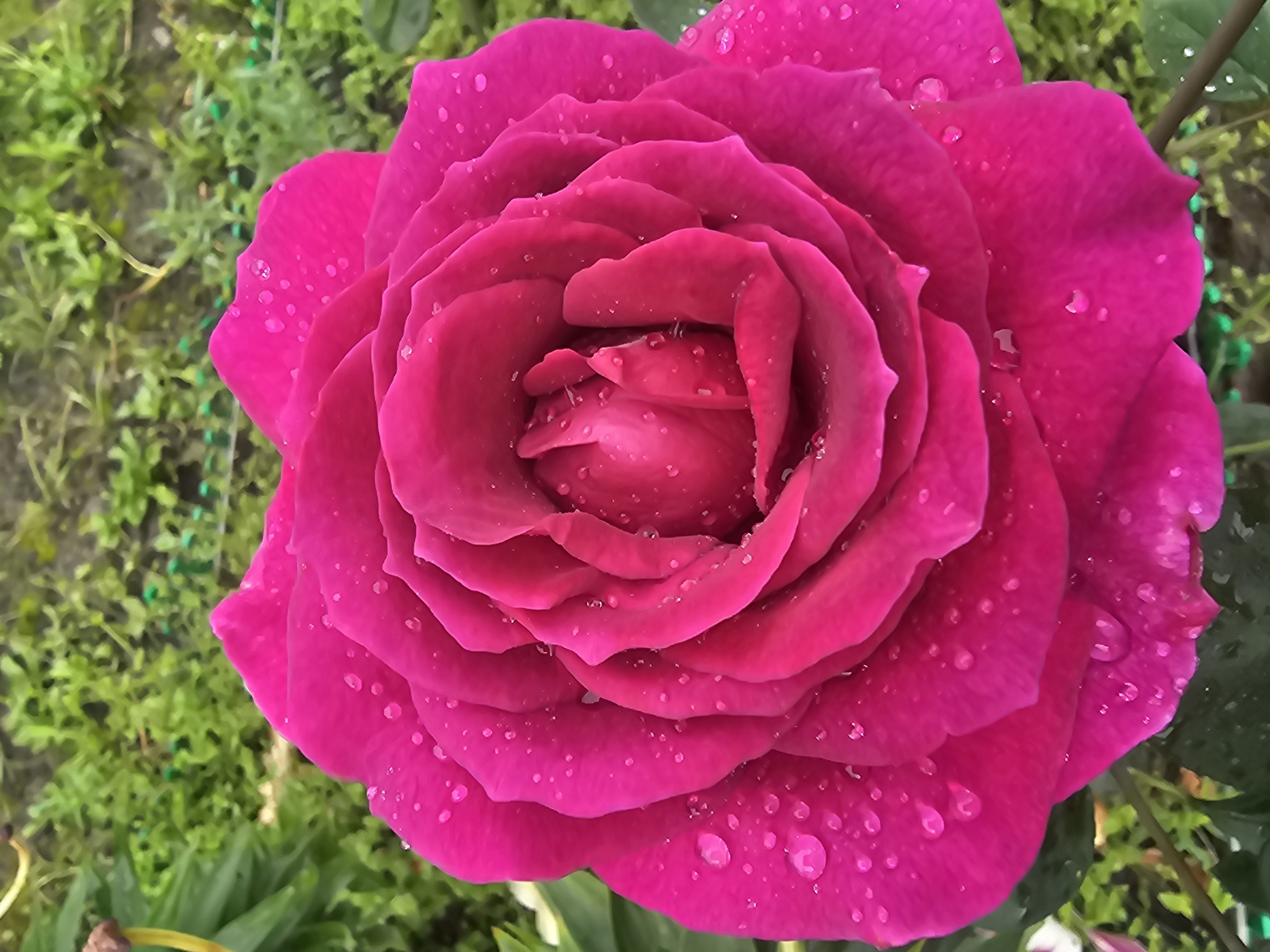 A close-up, eye-level, outdoor, full shot captures a vibrant fuchsia rose with dew drops. The rose is in sharp focus, filling the majority of the frame, with its petals layered intricately. Behind the rose, the background is softly blurred, revealing green foliage and hints of a garden setting, suggestive of a natural, outdoor environment. There are no people or man-made structures visible in the image. The scene appears to be set in a garden located in Bolshakovo, Russia.
