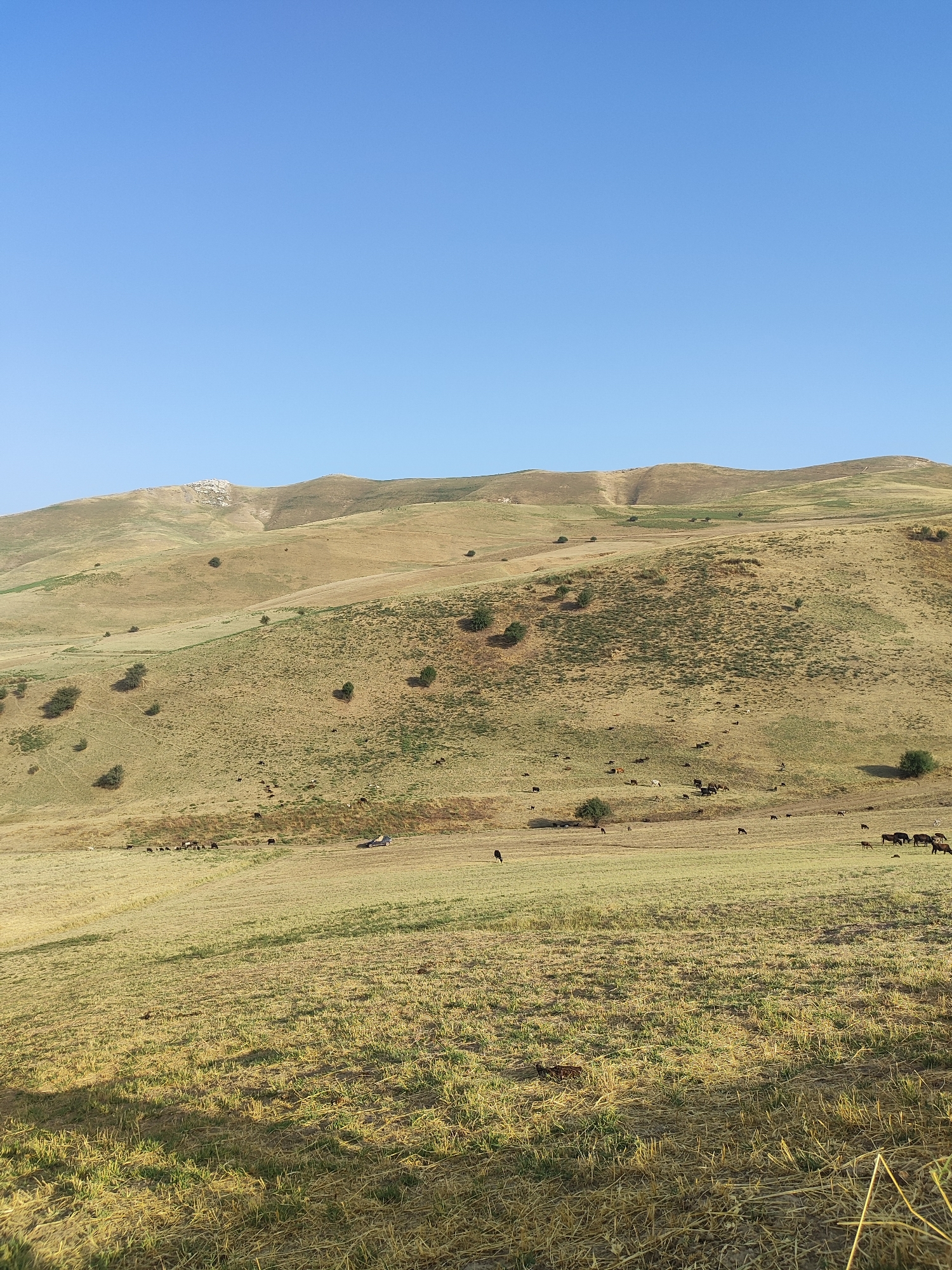The image depicts a rural, hilly landscape under a clear blue sky. The terrain is covered in dry, yellowish-brown grass, with patches of greener vegetation. Several small trees are scattered across the slopes. In the mid-ground and background, a herd of dark-colored animals, likely sheep or goats, are grazing. A dark-colored vehicle is parked on a dirt path in the middle of the field. The hills in the background are barren and appear arid, with some evidence of erosion or natural formations. The scene is devoid of any structures or human activity other than the parked vehicle and the grazing animals. The lighting suggests it is daytime, possibly late afternoon, given the shadows cast. The overall impression is one of a remote, natural environment. The location is identified as Sultanabad, Tajikistan.