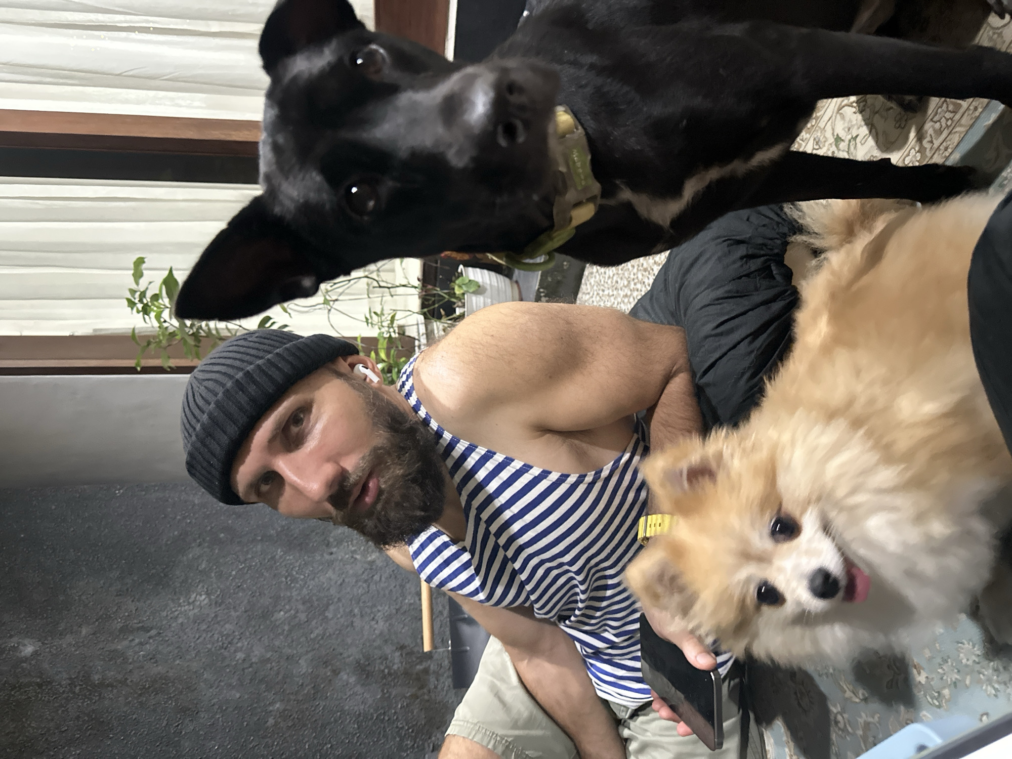 In Kuta Selatan, Indonesia, a man wearing a black beanie and a blue and white striped apron sits on a black cushion. He has a beard and is wearing white earbuds. To his right, a black dog with a green collar sits and looks directly at the camera. In front of the man and to the left of the black dog, a small, fluffy tan Pomeranian dog with its tongue out sits. The background features a dark, textured wall on the left, and sheer white curtains and a window with wooden trim on the right. Potted plants are visible behind the black dog. The man is holding a dark tablet in his left hand.