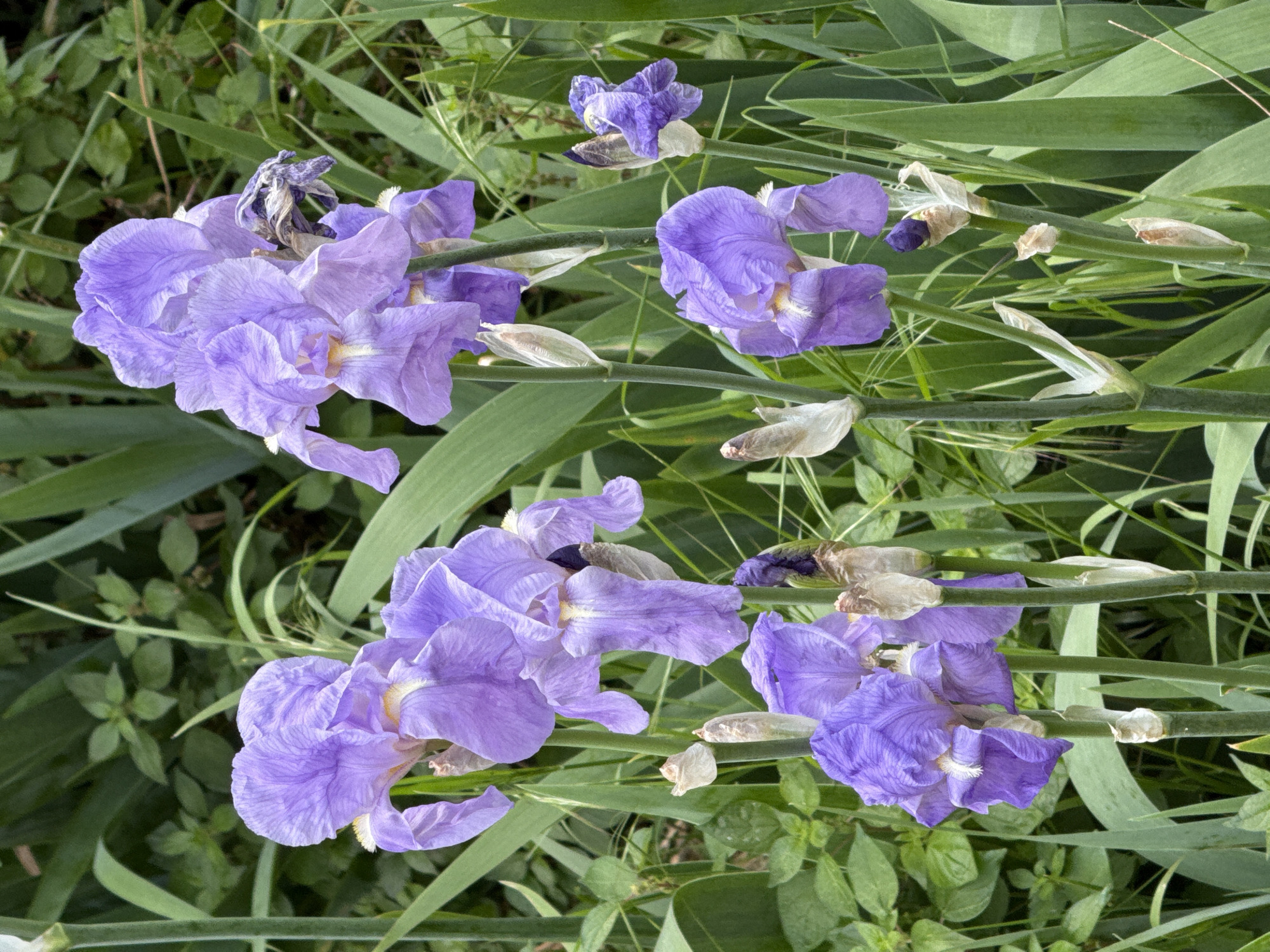 A close-up, slightly angled, outdoor shot of multiple light purple iris flowers in various stages of bloom amidst green foliage. The scene shows both fully opened flowers and buds. The image is likely taken at ground level, showing the flowers in their natural growing environment. There are no people visible in the frame. The specific location within Herceg Novi, Montenegro cannot be determined from the image alone.