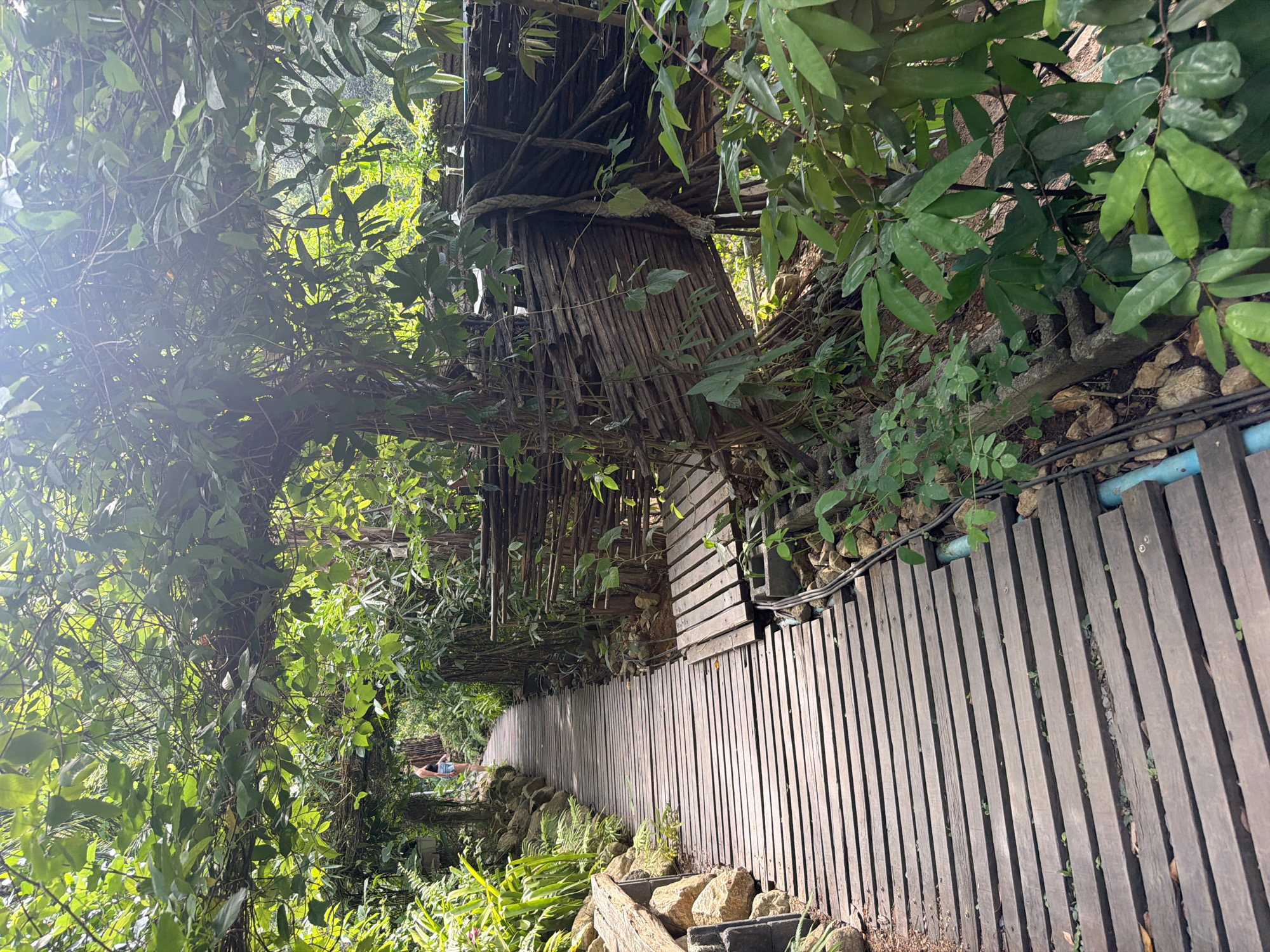 A wooden boardwalk winds through a lush, green jungle environment. The boardwalk is constructed from weathered planks and is bordered by rocks and dense vegetation. Sunlight filters through the canopy of trees, creating dappled lighting. In the distance, a woman wearing a dark top and denim shorts walks along the boardwalk, facing away from the camera. To the right of the boardwalk, there is a rustic structure made of bamboo and branches. The scene appears to be a natural path within a tropical setting.