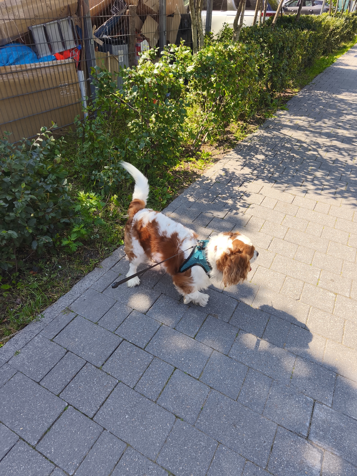 A small, brown and white Cavalier King Charles Spaniel dog is walking on a paved sidewalk. The dog is wearing a teal harness and is on a leash. To the left of the sidewalk is a row of green bushes and a fence with various items stacked behind it, including cardboard boxes and metal objects. To the right of the sidewalk is a row of trees and a street with a parked car. The sun is shining, casting shadows on the sidewalk. The image appears to be taken in a residential or commercial area.