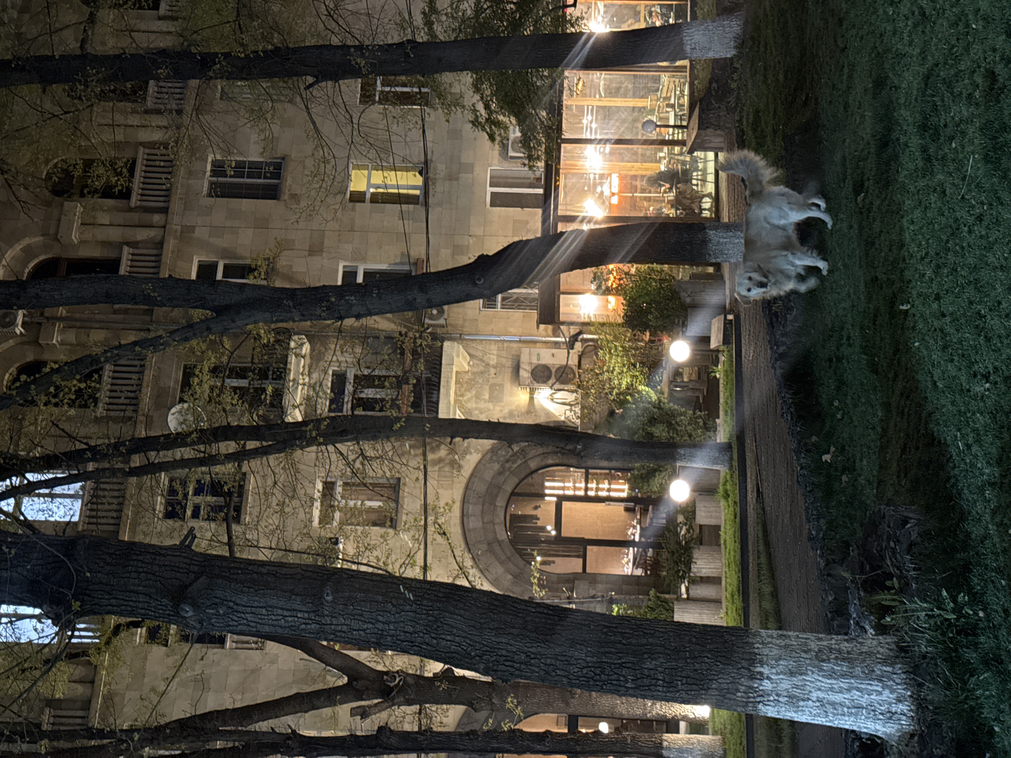 This nighttime image, set in Yerevan, Armenia, captures an outdoor scene featuring a multi-story stone building, several prominent trees, and a dog on a grassy area. The dark sky indicates it is late evening or night, with artificial lights illuminating the various elements.
The foreground is dominated by the dark, textured trunks of several large trees, some of which have their lower sections painted white. Their branches, mostly bare, extend across the frame, partially obscuring the building behind them.
The multi-story building, constructed from what appears to be light-colored stone or stucco, features numerous windows. The ground floor is characterized by large glass panes, revealing the warmly lit interior of what seems to be a cafe or restaurant, with tables and chairs visible. A distinctive large arched entrance or window is also present on this level. Upper floors display various windows, some dark, others softly lit, and a satellite dish is affixed to an upper section of the facade. Several air conditioning units are also visible on the building.
To the right, a patch of green grass is illuminated by ambient lights. A light-colored, fluffy dog, possibly a Golden Retriever, is captured mid-motion on the grass, its form slightly blurred, suggesting movement or play. A dark path or paved area runs alongside the grass, and globe-shaped streetlights punctuate the scene, casting noticeable light rays. The overall atmosphere is calm and quiet. No text is visible in the image.