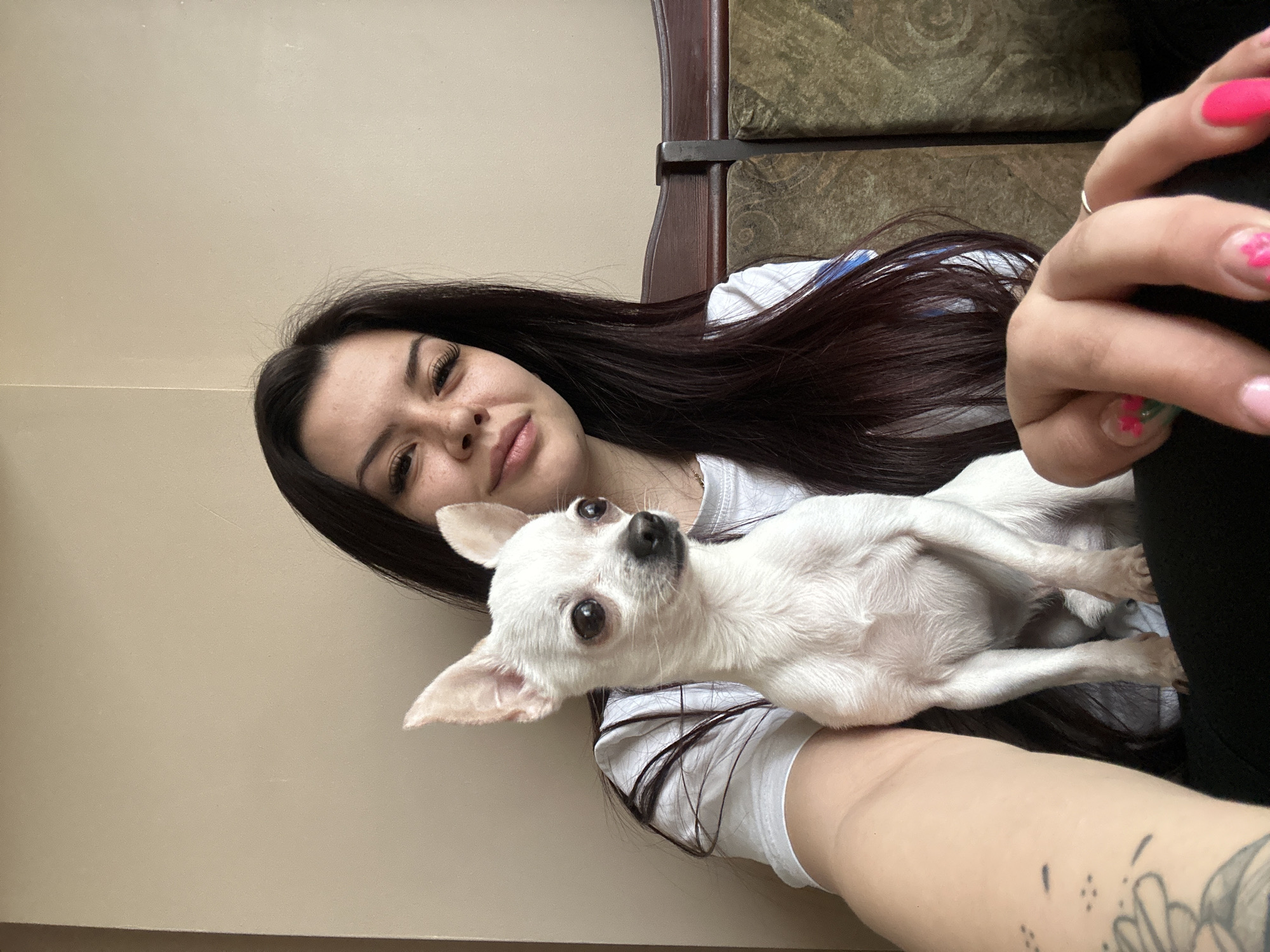 A woman is holding a white chihuahua. The woman has long, dark brown hair and is wearing a white shirt. The chihuahua is looking at the camera. The background is a beige wall and a brown chair. The woman's left hand, with painted fingernails, is visible on the right side of the image. The location cannot be determined from the image.