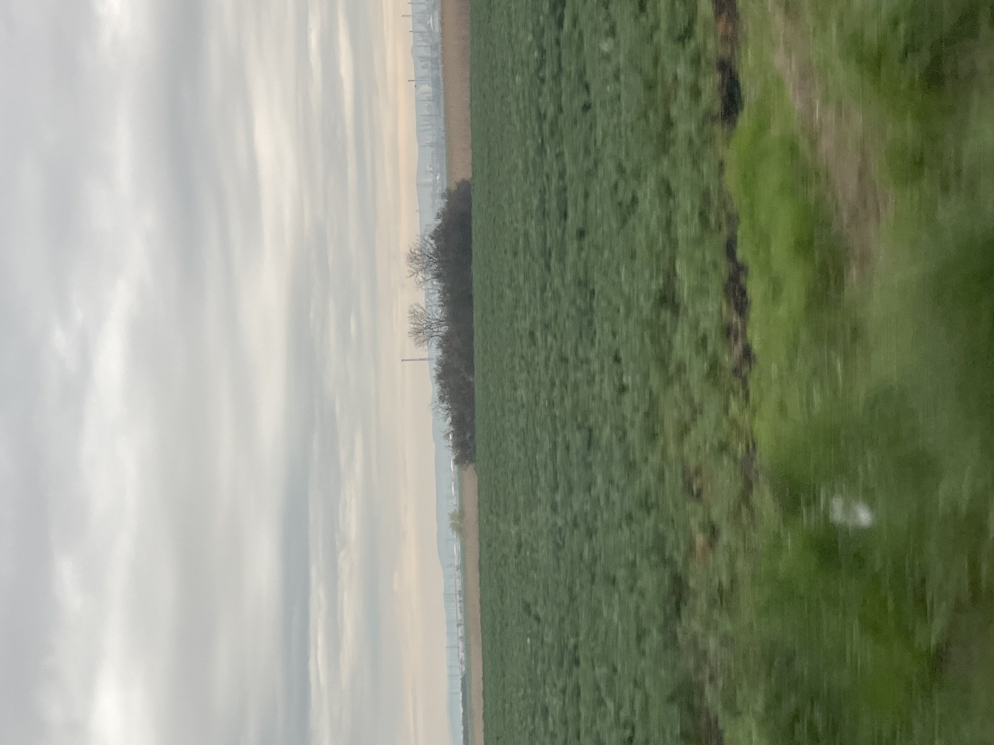 The image shows a field landscape under an overcast sky. A patch of trees separates the field from a distant industrial area or town. The field has mixed vegetation, appearing both cultivated and wild. The scene may be near Bratovo, Bulgaria, but there is insufficient detail to confirm the exact location. No people or animals are visible.