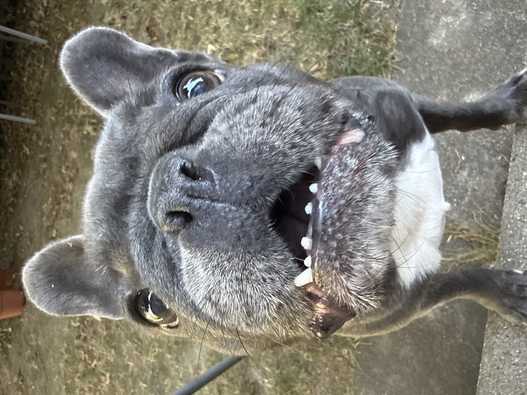 A close-up, eye-level shot captures a French bulldog looking directly at the camera. The dog's mouth is open, revealing its teeth and a bit of its tongue. Its fur is primarily dark grey with white markings on its chest. The background consists of grass and dried leaves, suggesting an outdoor setting. The image appears to have been taken during daylight hours. The specific location in the city of Bad Sachsa, Germany, is not discernible from the provided image.