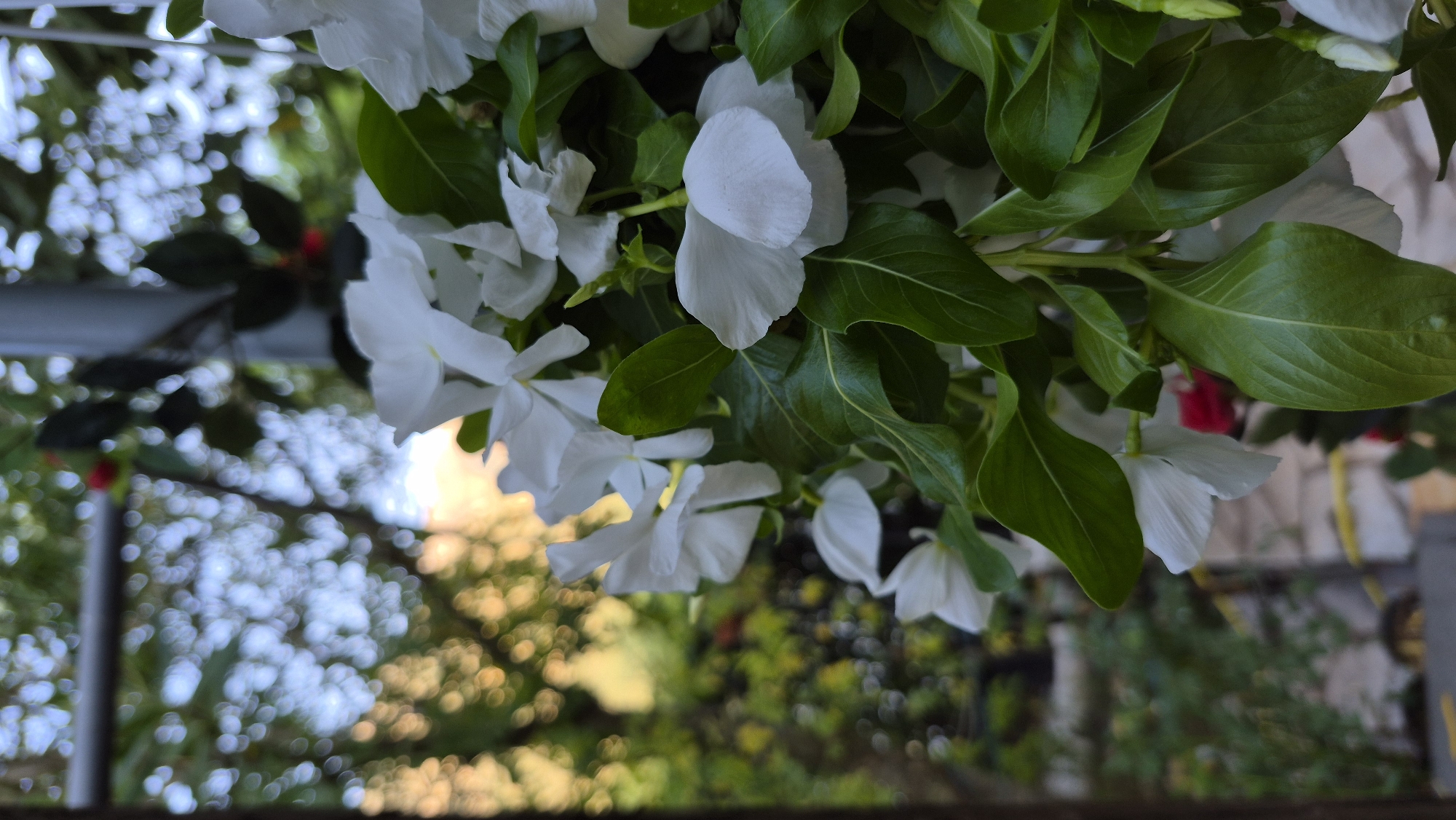 This is a close-up, vertical, outdoor, eye-level shot of white vinca flowers and green leaves. The flowers are in the foreground, with some in sharp focus and others blurred. The leaves are also in focus in the foreground. The background is heavily blurred, showing a hint of trees and possibly some structures. The lighting suggests it is daytime, with sunlight filtering through the foliage. The setting appears to be a garden or a balcony in an urban environment, possibly a city. No people are visible in the image.