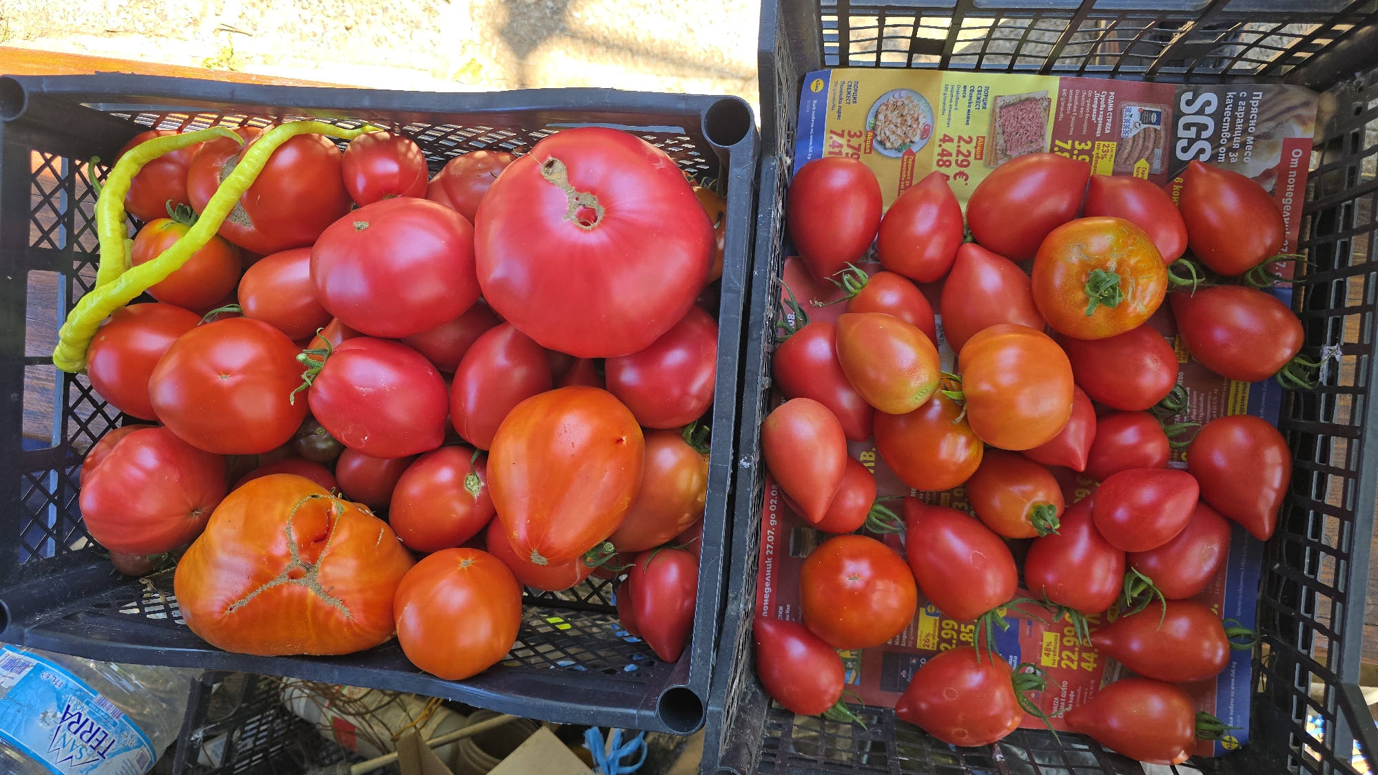 Two black plastic crates are filled with ripe tomatoes. The upper crate contains a variety of tomato shapes and sizes, with some exhibiting ridges and imperfections. A long, bright green pepper is draped across the top of the tomatoes in this crate. The lower crate also holds numerous tomatoes, predominantly red and some with a reddish-orange hue. The bottom of the lower crate is lined with a printed paper, possibly a flyer or advertisement, with visible text in what appears to be Cyrillic script. The crates are positioned outdoors, with a suggestion of a light-colored, textured surface beneath the lower crate, possibly a pathway or ground. The overall impression is of a harvest or market display of fresh produce. The location in the city of Ravadinovo, Bulgaria, is specified.
