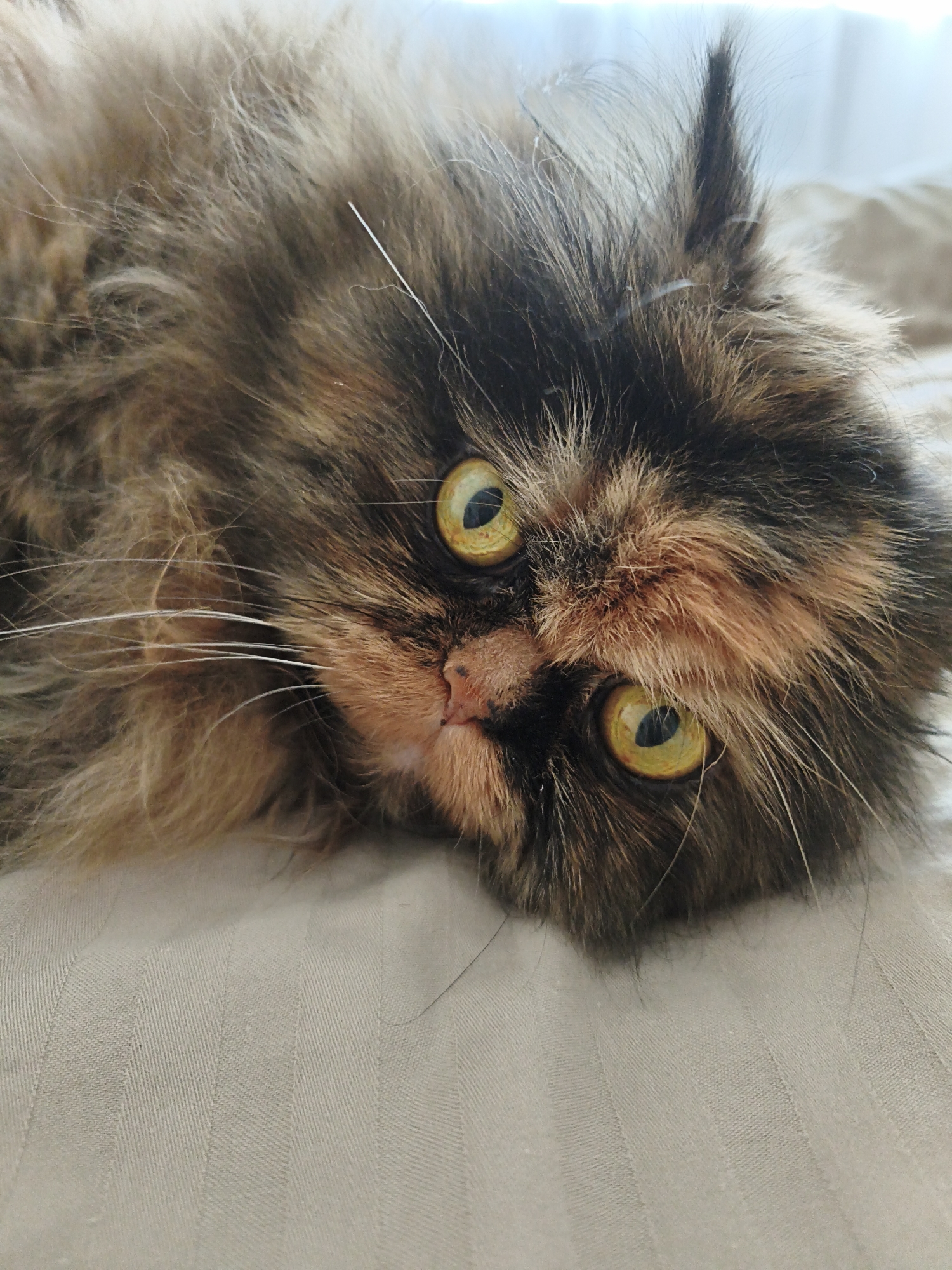 A close-up shot shows a tortoiseshell Persian cat lying on its side on a textured, light-colored surface, possibly a bedspread. The cat's face is the primary focus, with its large, bright yellow eyes wide open and looking directly at the camera. Its fur is long and fluffy, a mix of black, brown, and orange patches. The cat's nose is a dark pinkish-brown, and its whiskers are long and white. The background is slightly blurred, showing the texture of the surface and a hint of a bright, out-of-focus area that could be a window or light source. The lighting is soft, highlighting the cat's features. There are no people or other animals visible in the image.