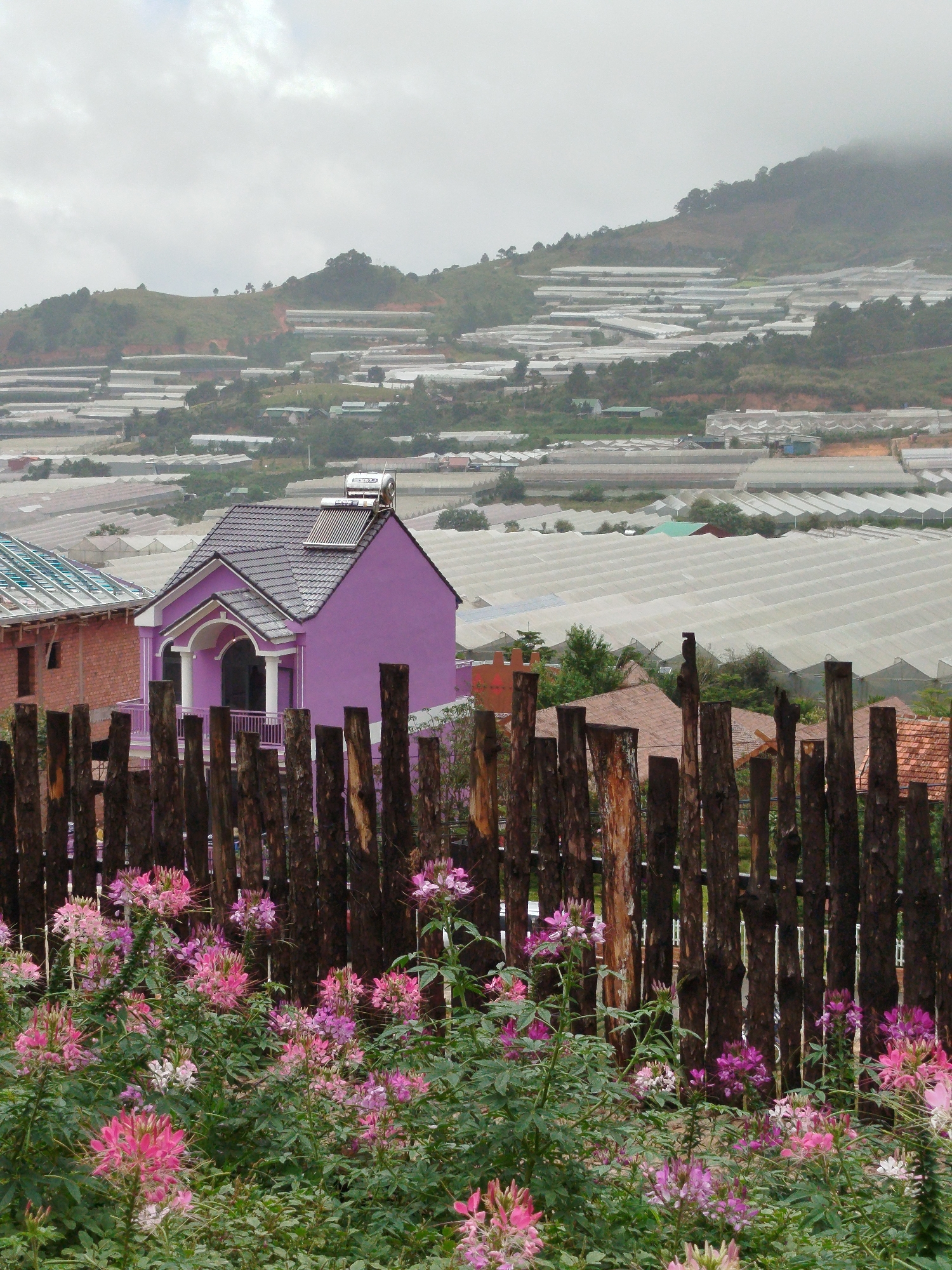 This image depicts a hillside covered in a vast array of greenhouses in Lạc Dương, Vietnam, a region known for its agricultural activities. In the foreground, a rustic wooden fence runs horizontally across the frame. Beyond the fence, a vibrant pink house with white trim and a balcony stands out. On the roof of the pink house, a solar water heater is visible. To the left of the pink house, a brick building with a partially covered roof is seen. The middle ground is dominated by numerous elongated greenhouses with white covers, arranged in neat rows on the sloping terrain. In the background, a misty mountain range with more greenhouses on its slopes completes the scene. The vegetation in the foreground consists of a dense cluster of pink and purple flowers, adding a touch of color to the otherwise muted palette of the agricultural landscape.