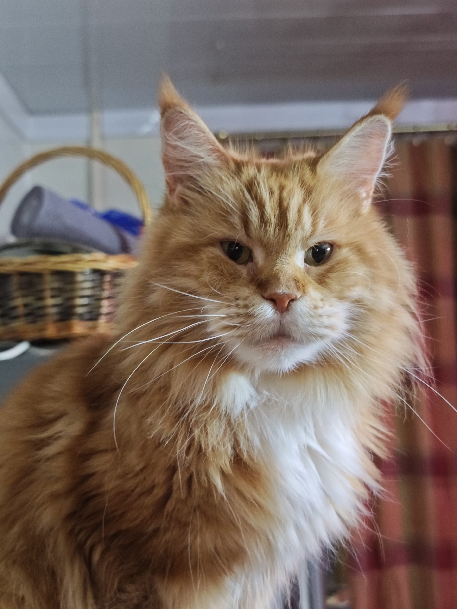 A close-up, eye-level shot focuses on the face of an orange tabby cat with long fur and white whiskers. The cat is looking directly at the camera, with its green eyes slightly narrowed. Its ears are pointed upwards, and tufts of fur stick out from the tips. The cat's nose is pink, and its mouth is closed. A white ruff of fur encircles its neck. In the blurred background, a wicker basket is visible, containing what appears to be a gray cylindrical object and a blue item. The overall environment appears to be indoors, with a light-colored wall or ceiling in the upper portion of the frame and a red and brown plaid pattern in the lower right background. The lighting is soft and diffused.