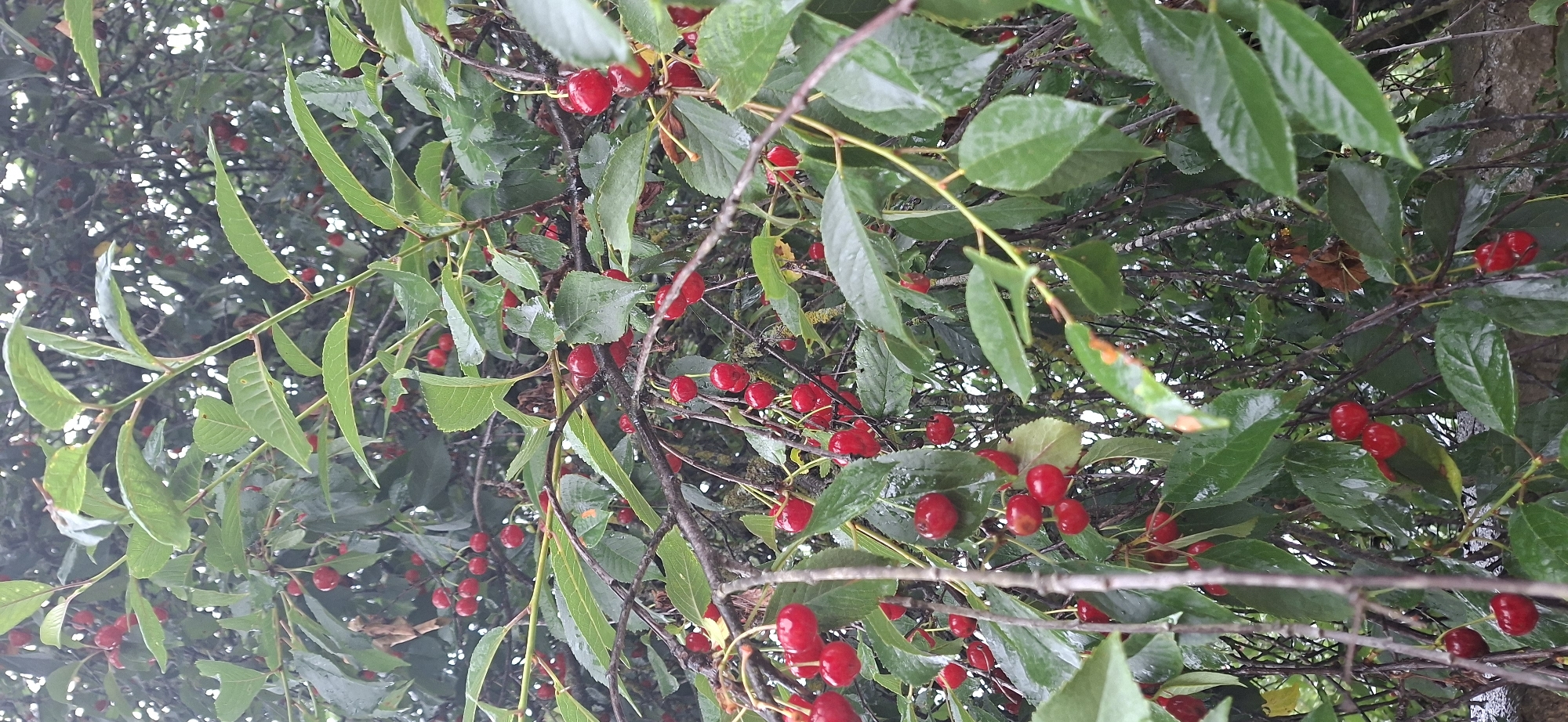 This is a medium shot, outdoor photograph taken in Kaali, Estonia, featuring a close-up view of a cherry tree laden with ripe, red cherries. The camera is positioned looking upwards into the canopy of the tree. Lush green leaves, some glistening with what appears to be water droplets, create a dense backdrop. The branches are thin and dark, supporting numerous clusters of cherries. The cherries themselves are a vibrant red, varying in ripeness and size, with some showing a deep, almost burgundy hue. The overall impression is one of abundance and natural beauty. The lighting suggests it might be overcast or that the sun is not directly shining on the scene, given the diffused light and the slight dampness on the leaves. The scene evokes a sense of a natural, rural setting, likely during the cherry harvesting season. There is no visible text in the image.