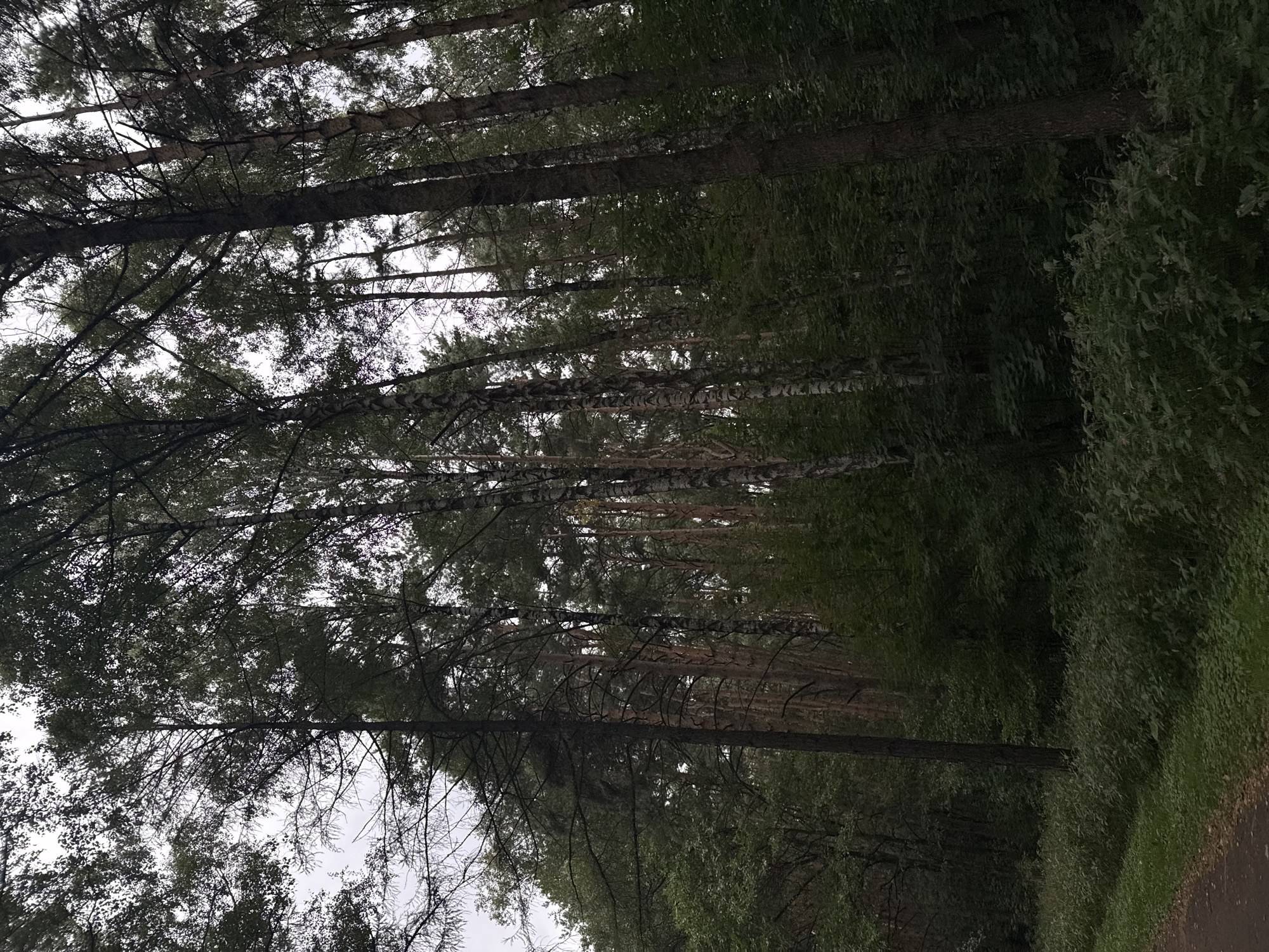 This image depicts a dense forest scene, characterized by tall trees with dark bark and lush green foliage. The canopy is thick, allowing only dappled sunlight to penetrate. The undergrowth is composed of various plants and bushes, creating a rich, verdant ground cover. A dirt path is visible in the lower left portion of the image, suggesting it might be a trail within a park or forest area. The sky is overcast, with a bright, diffused light. There are no people or animals visible in the image. The overall impression is one of a natural, somewhat wild environment within a city, possibly a park or nature reserve. Given the dense tree cover and mixed deciduous and coniferous species, this scene could be characteristic of many forest areas within Moscow, Russia, such as Losiny Ostrov National Park or Izmailovo Forest Park.