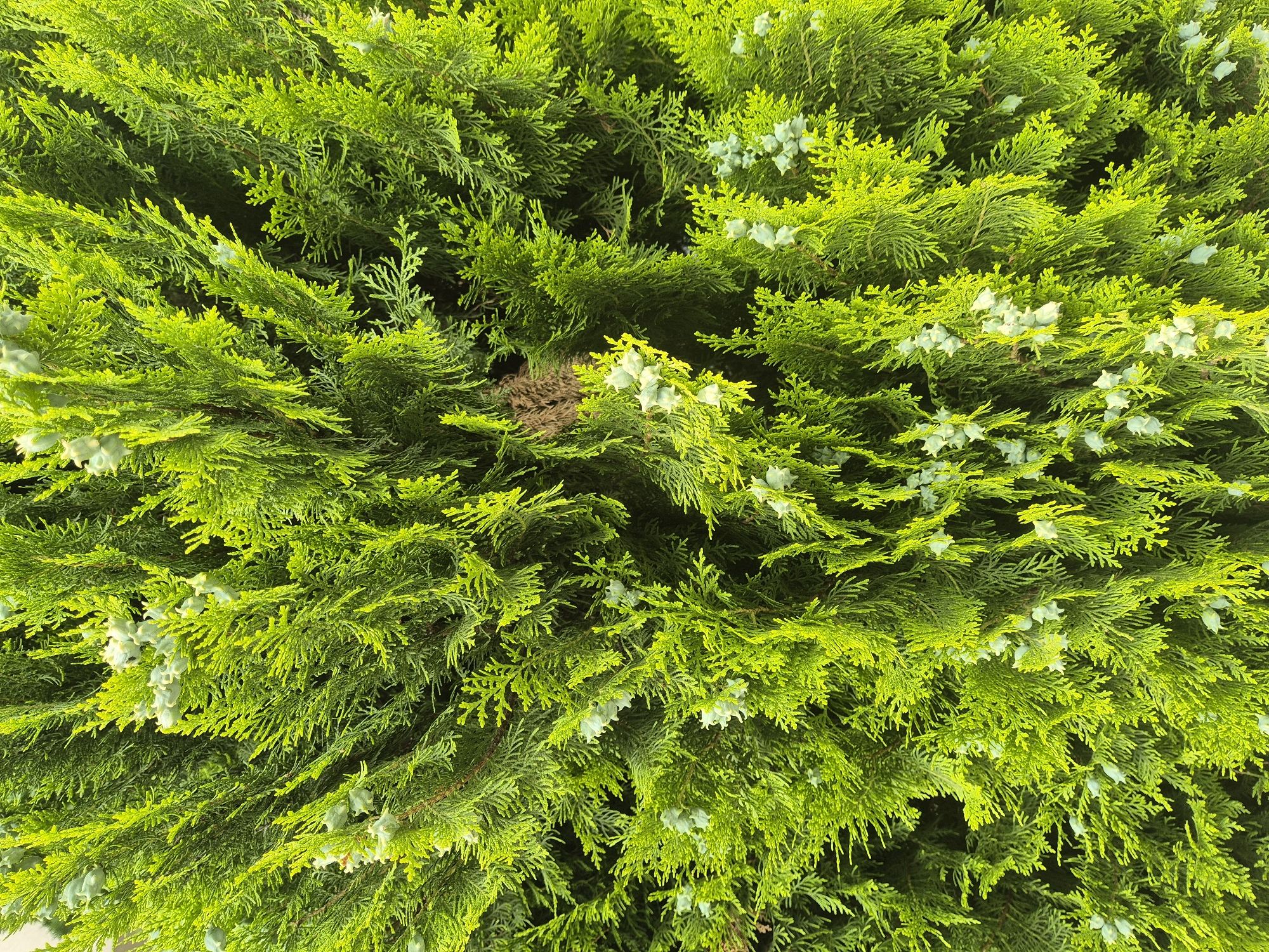 A close-up, high-angle shot captures the dense foliage of a bright green evergreen tree. The textured branches and needle-like leaves create a rich, layered effect. Scattered amongst the greenery are small, pale blue-green seed cones, some appearing almost star-shaped. The lighting casts subtle shadows, adding depth and highlighting the vibrant color of the leaves. The background is entirely filled with the tree's branches and leaves, suggesting a thick canopy. The scene appears to be outdoors in an urban setting like Unknown, Unknown.