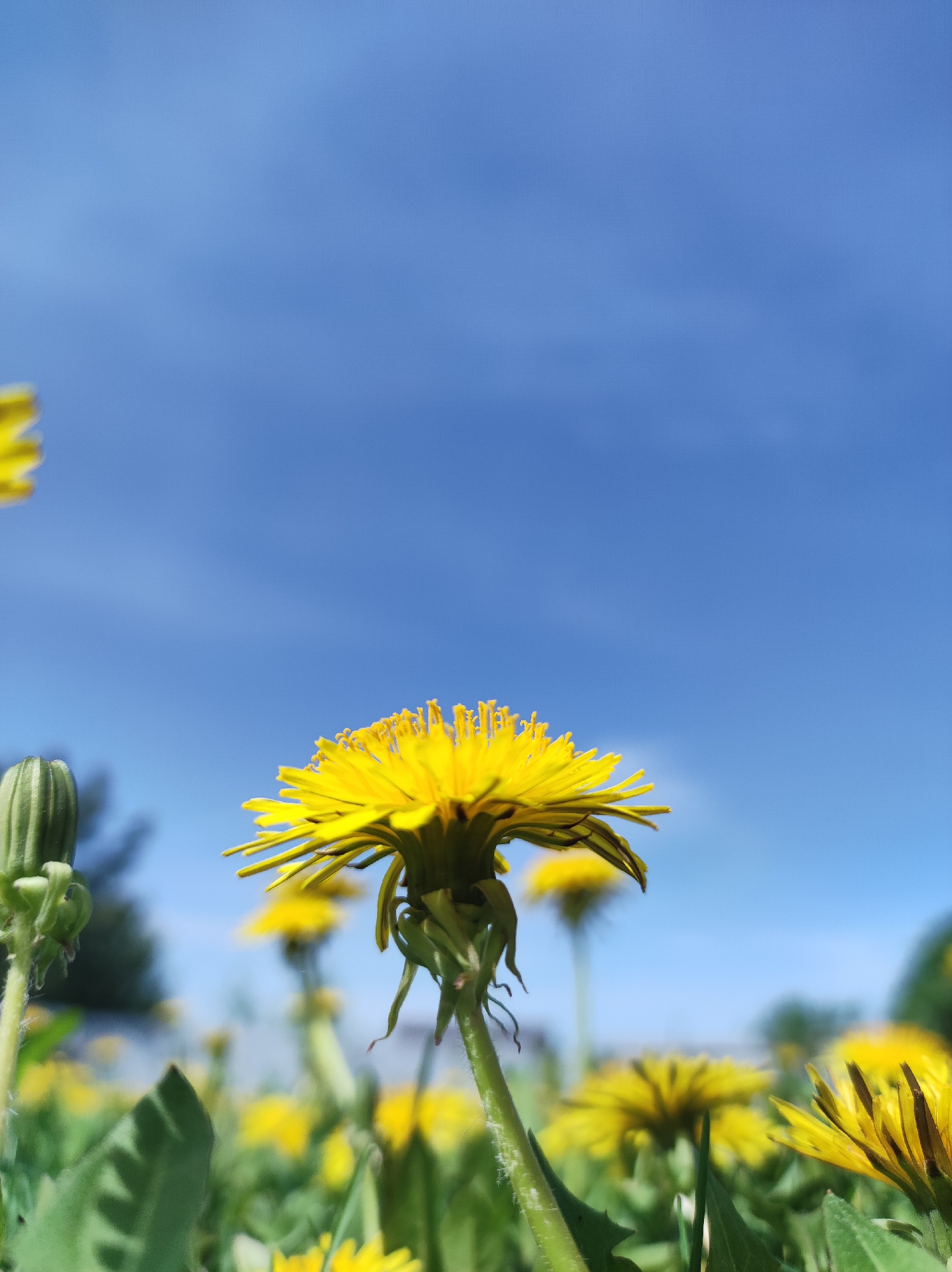 The image shows a field of dandelions in Фоки, Russia, under a clear blue sky. The focus is on a single dandelion in the center of the frame. Other dandelions are visible in varying degrees of focus, suggesting a field of them. There are no people visible in the scene. A closed dandelion bud is seen on the left of the main dandelion flower.