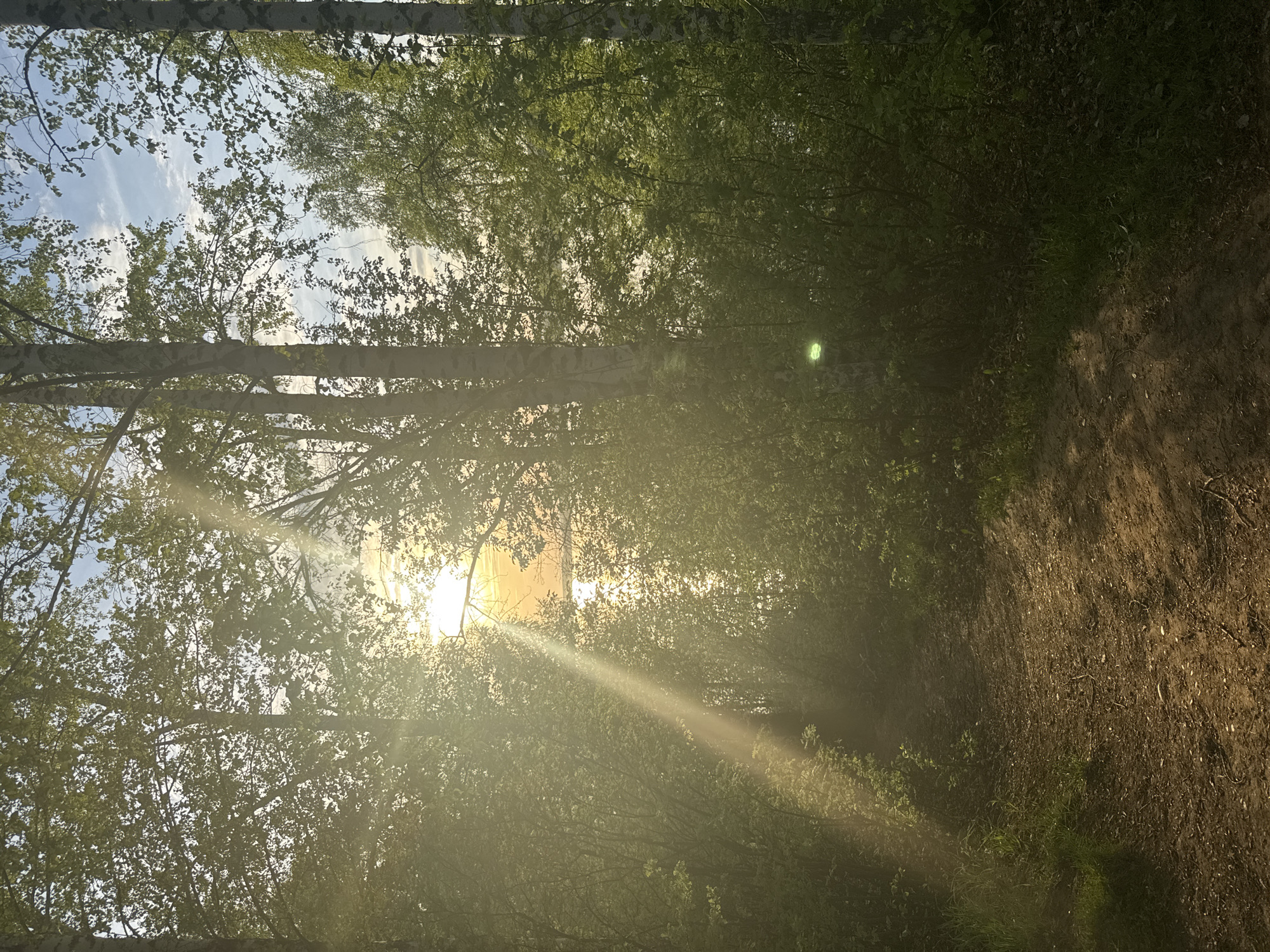 The image captures a sunlit forest scene, likely near Osa, Russia, given the presence of birch trees and the request for location specificity. The sun is positioned low in the sky, shining through the dense canopy, creating a strong contrast between light and shadow. Sunlight beams penetrate the foliage, illuminating a path or clearing to the right. The ground is covered in what appears to be dirt and leaf litter. No people or animals are visible in the frame.