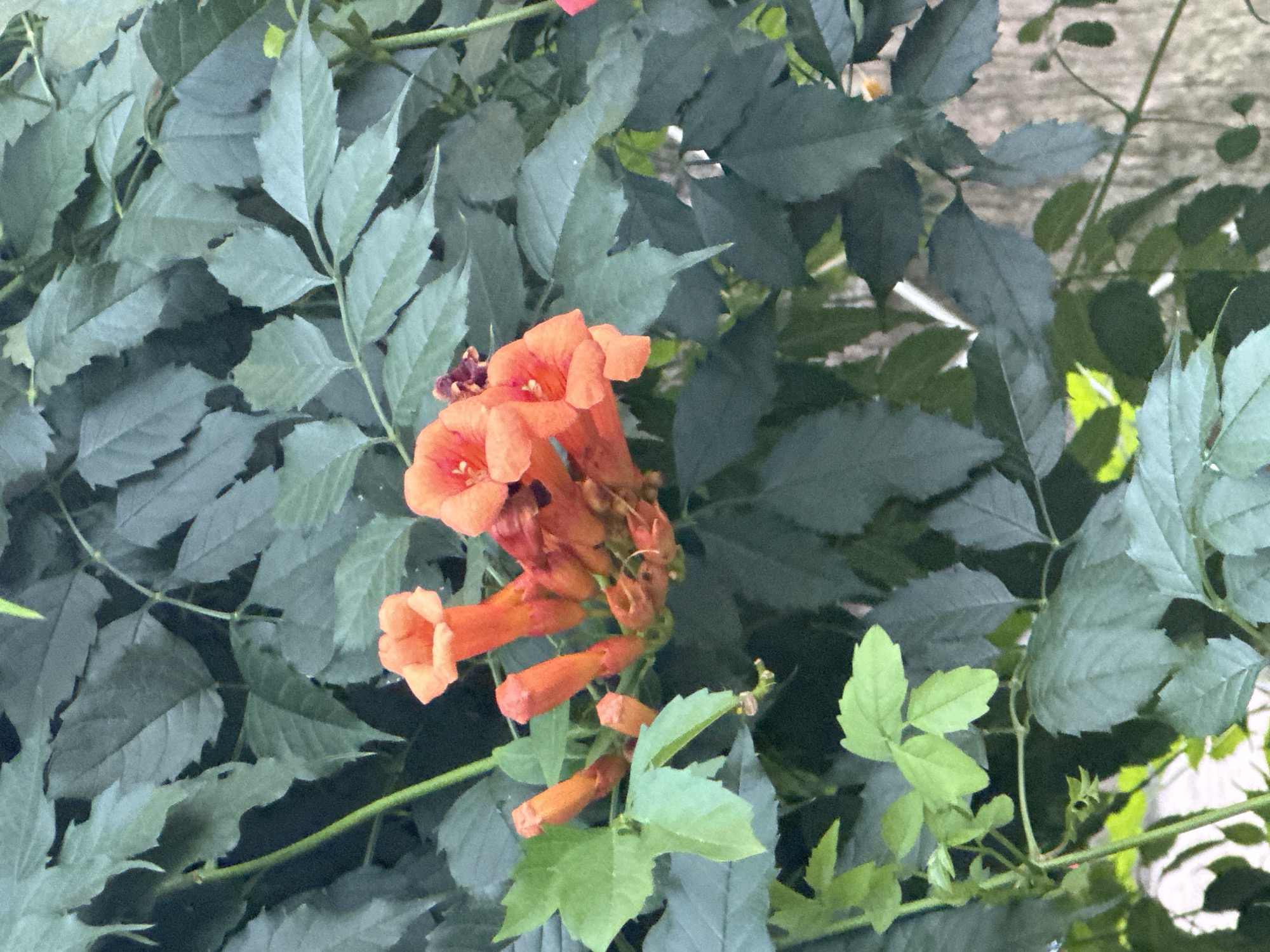 A close-up shot of bright orange trumpet-shaped flowers, likely trumpet vine (Campsis radicans), blooms against a backdrop of dark green foliage. Some of the flowers are fully open, revealing delicate petals, while others are still in bud form. A few darker, purplish-brown buds are also visible among the orange blooms. The leaves are ovate with serrated edges, and some have a lighter green hue, suggesting new growth. The background is a dense mass of these leaves, with hints of a rough, textured surface, possibly a tree trunk or wooden fence, appearing vertically on the right side of the image. No people or animals are present. The lighting appears to be natural daylight, casting soft shadows. The overall impression is one of lush, overgrown vegetation. The image does not provide any specific clues about its location in the city of Sochi, Russia.