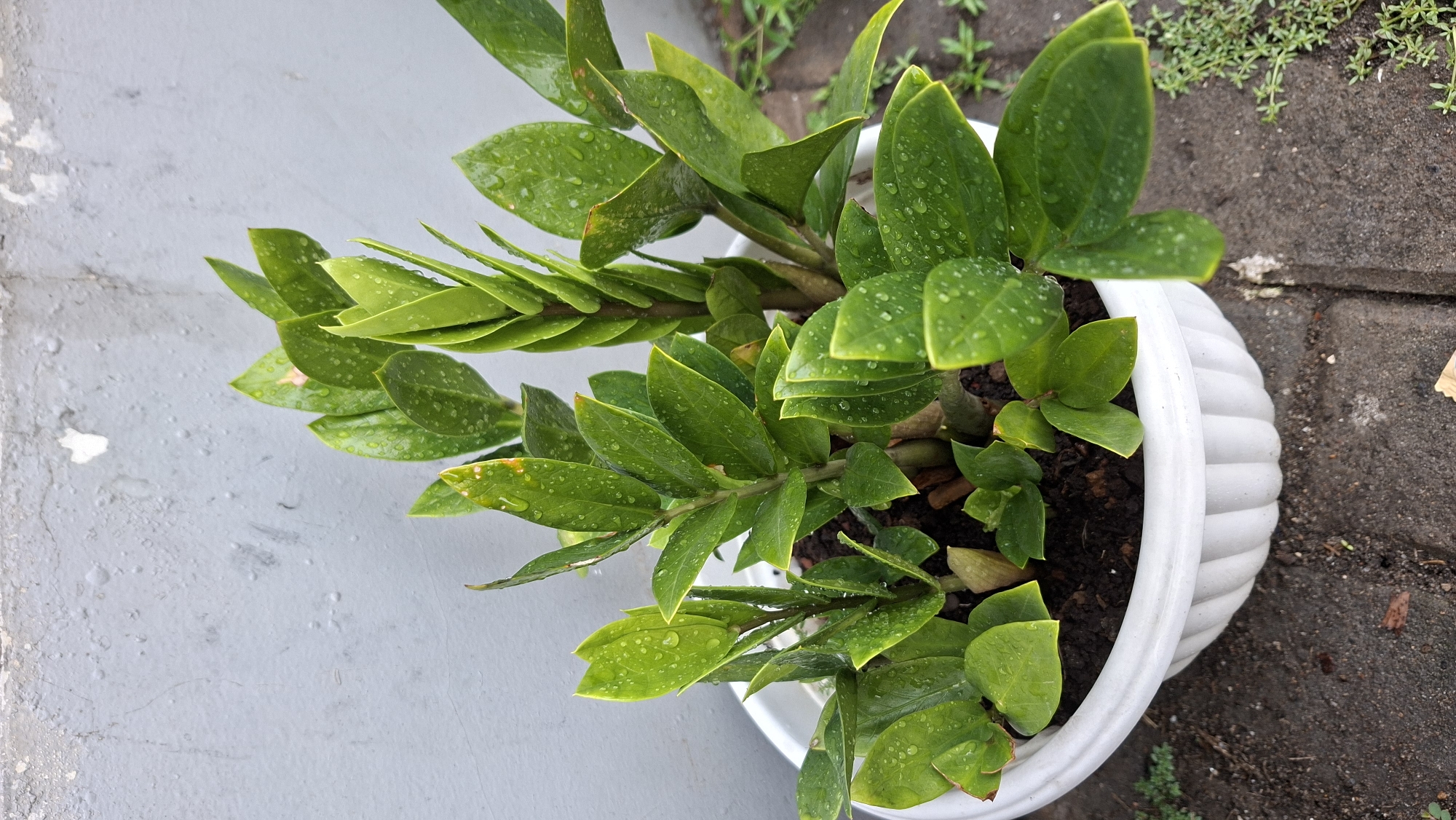 A close-up, high-angle shot shows a potted ZZ plant, likely located in Palembang, Indonesia, due to its common use as an ornamental plant in tropical regions. The plant, characterized by its glossy, dark green, oval-shaped leaves arranged in pairs along thick stems, is nestled in a white, ribbed plastic planter. The leaves are speckled with small water droplets, suggesting recent watering or rainfall. The planter sits on a dark, weathered surface that appears to be paved with interlocking bricks. Behind the planter, a rough, gray wall with visible imperfections and some peeling paint forms the backdrop. The overall scene is outdoors, with a hint of sparse green ground cover visible to the right. The lighting is soft, indicating an overcast day or shade. There are no people or animals present.