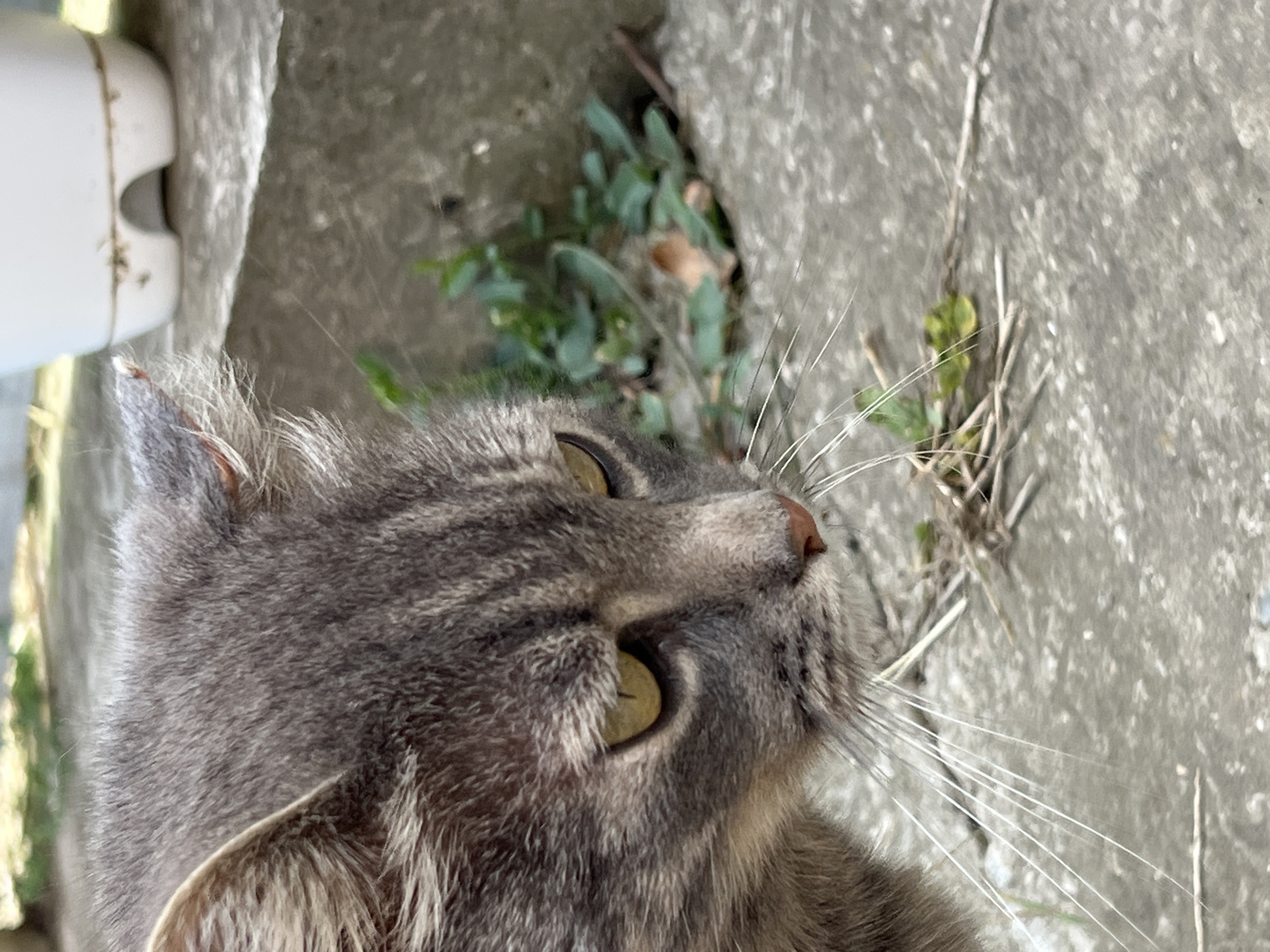 The image shows a close-up of a gray tabby cat's face. The cat is looking downwards and to the right. Its fur is striped with darker gray and black. The cat has yellow eyes and a pink nose. Long white whiskers are visible. The background is out of focus and appears to be an outdoor setting with concrete surfaces and some small green plants. There is a white ceramic object, possibly a planter, in the upper right corner of the image. The image does not provide any information about the location in Smolenskaya, Russia.