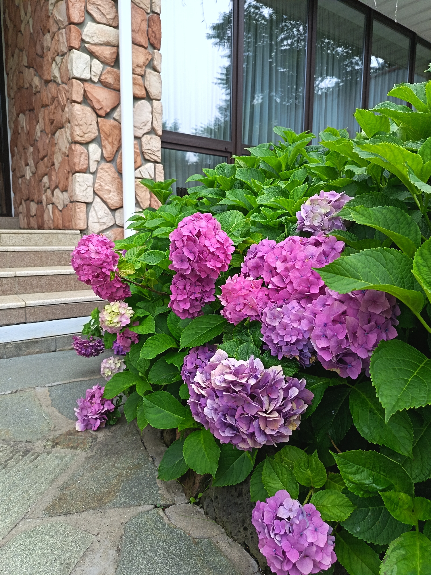 A close-up, eye-level shot captures a vibrant cluster of hydrangeas in varying shades of pink and purple, blooming against a backdrop of lush green foliage. The flowers are the primary focus, with their intricate petal formations and rich colors. To the left of the hydrangeas, a stone-clad wall, constructed with irregularly shaped stones in earthy tones of brown and beige, forms part of a building's exterior. Adjacent to the wall are a set of concrete steps leading upwards. The ground in front of the hydrangeas is paved with large, irregular gray flagstones. In the upper right portion of the image, a section of a building with large windows covered by sheer, light-colored curtains is visible. The scene appears to be outdoors, possibly in a garden or walkway area of a residence or commercial building. There are no people or animals present in the frame.