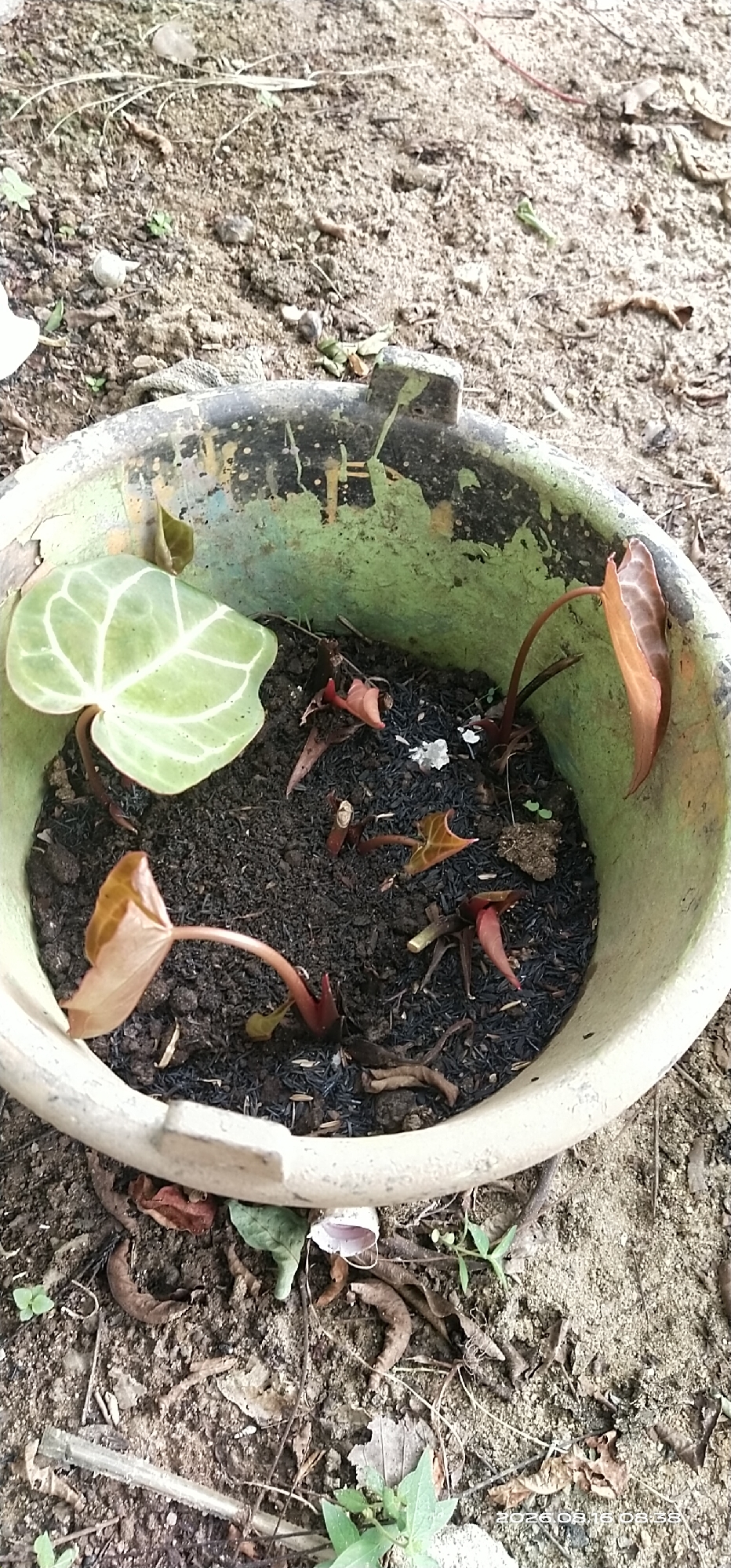 The image shows a close-up view of a weathered green plastic planter containing several young plants with brown and green leaves, as well as some dried foliage. The planter is sitting on sandy soil with scattered dry leaves and twigs. The overall environment appears to be outdoors, possibly in a garden or yard. The image captures the planter from a slightly elevated angle, looking down into it. There is no indication of the location in Muka Haji, Indonesia, within the image itself.