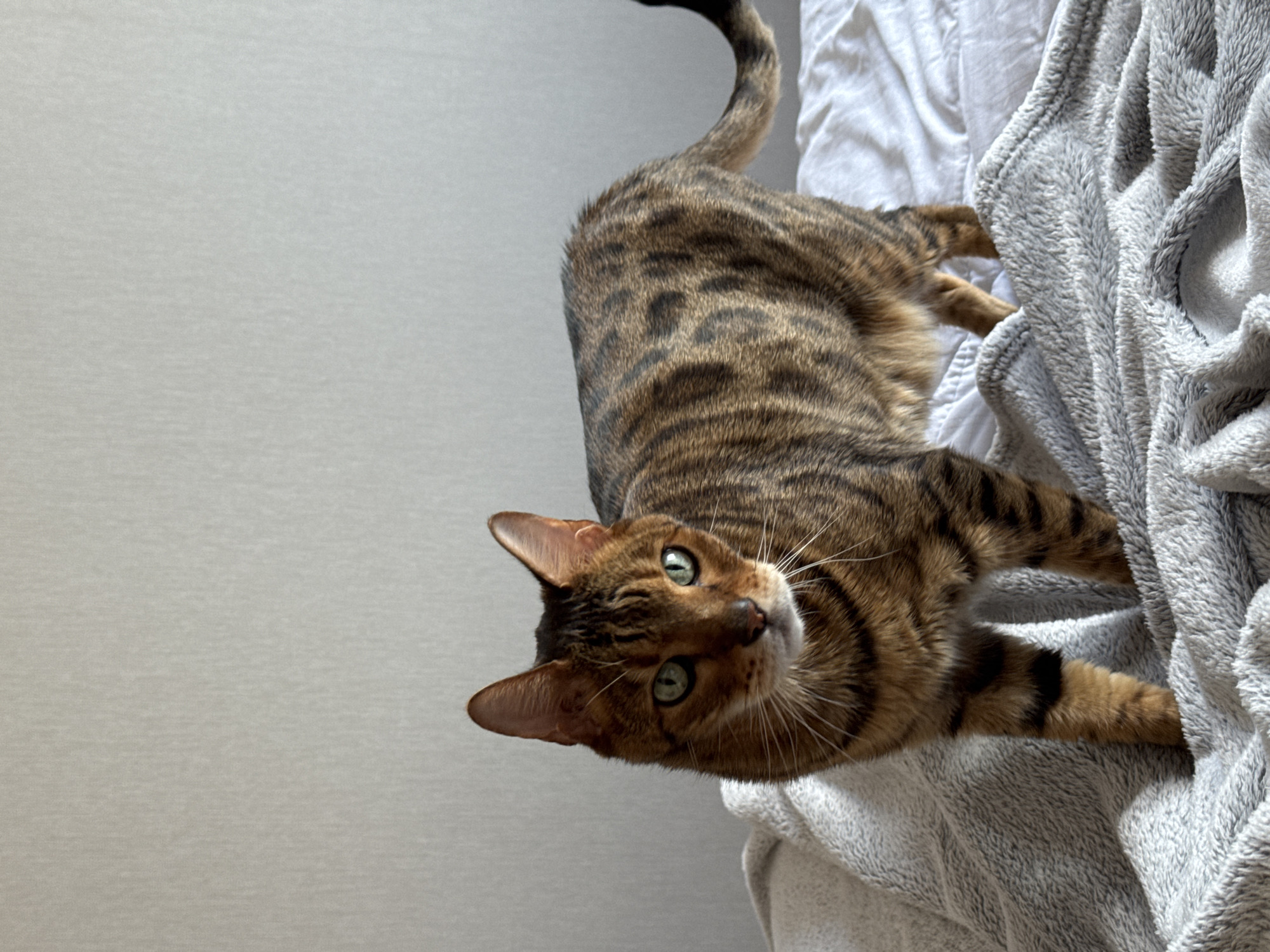 A medium shot shows a brown and black spotted Bengal cat lying on a bed. The cat is positioned near the right side of the frame, partially on a gray blanket and partially on a white sheet. It's looking up and to the left with green eyes. The left side of the frame shows a blank gray wall. The location is unknown.