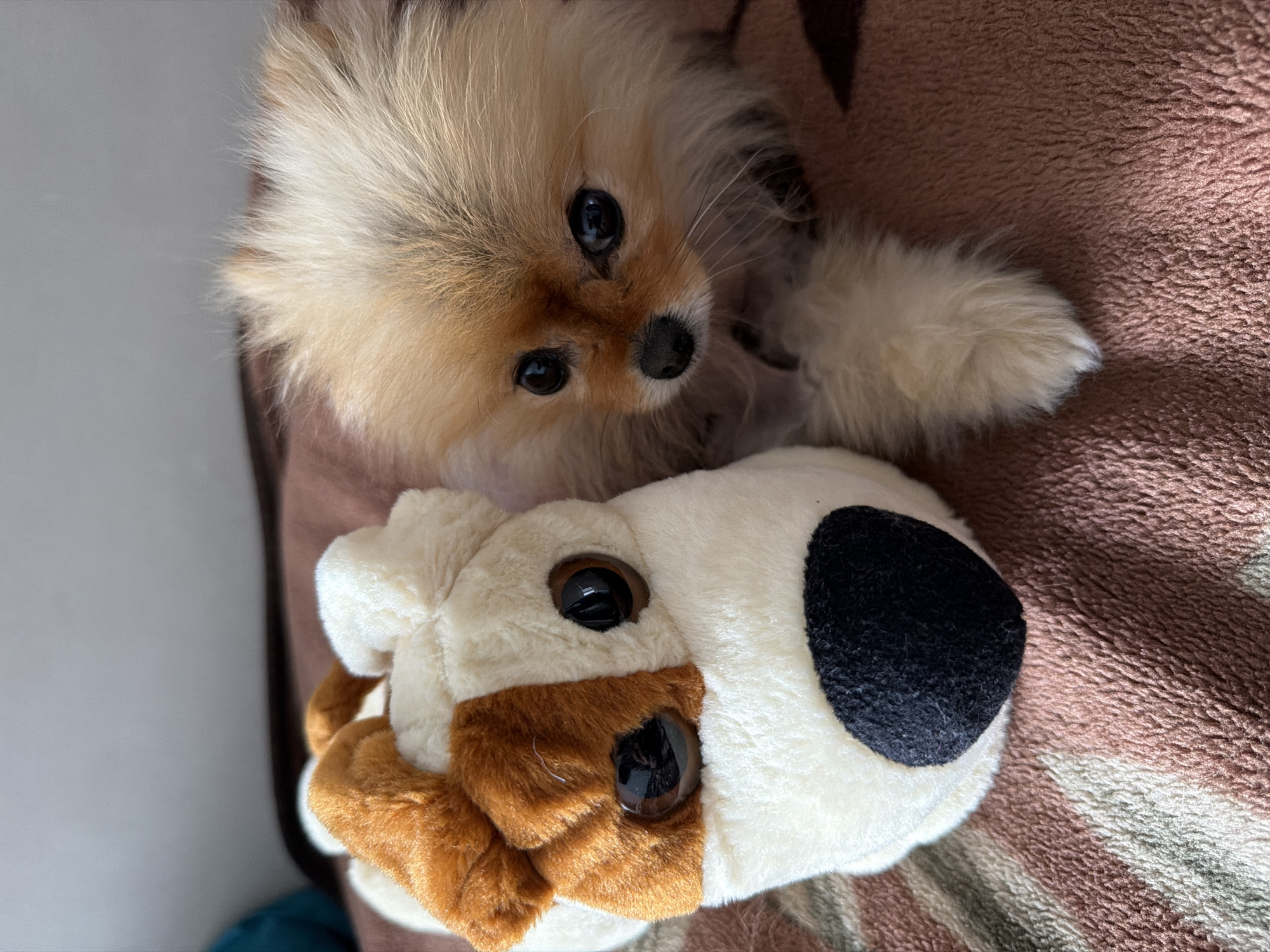 A Pomeranian dog is lying on a brown and beige blanket with a stuffed dog toy. The dog is tan and has dark eyes and a black nose. The stuffed dog toy is white, tan, and black, with plastic eyes. The location is unknown.