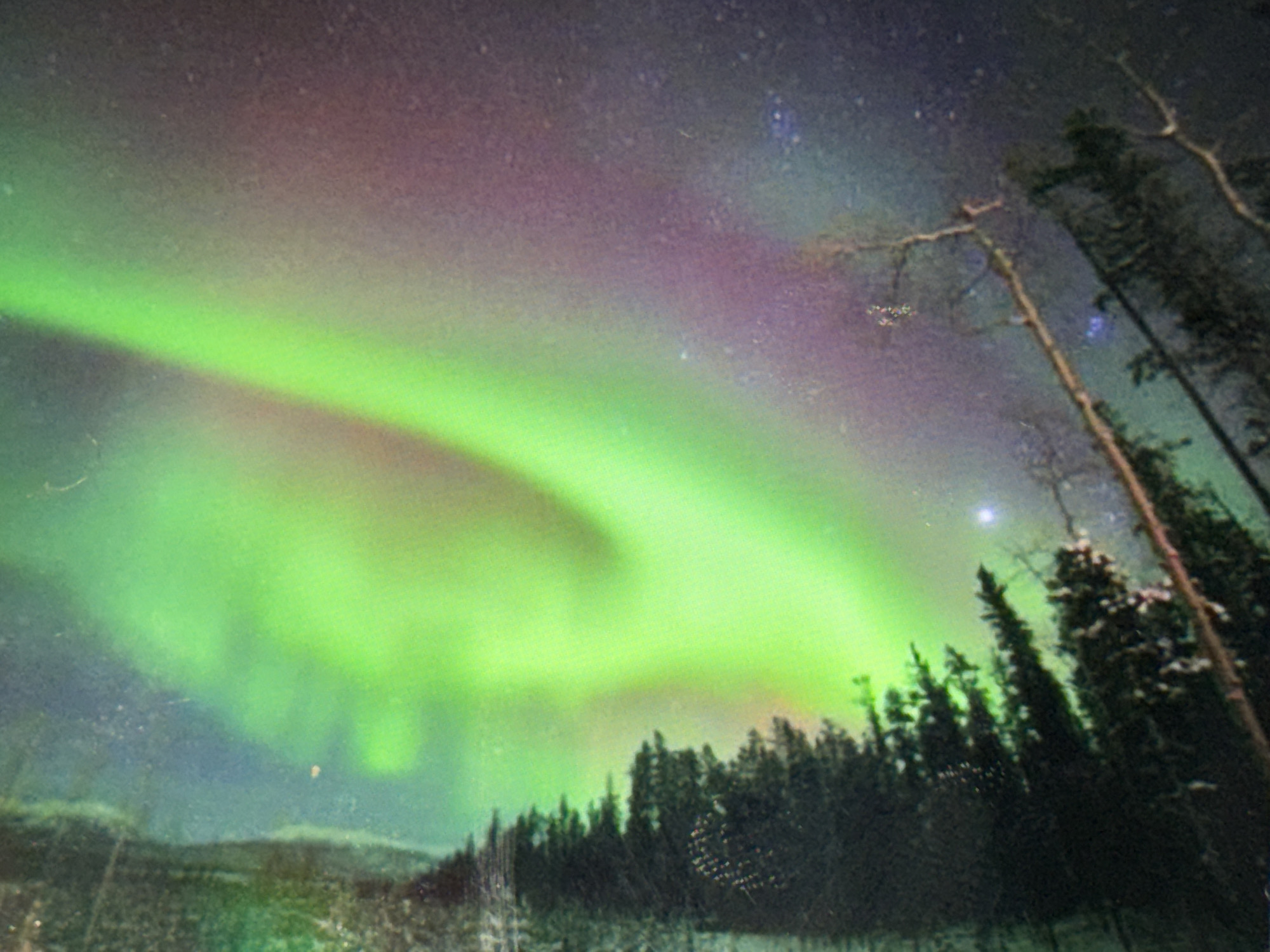 This is a photograph of the aurora borealis in a nighttime, forested environment. The aurora displays vibrant green and purple hues, stretching across a dark sky dotted with stars. Silhouetted evergreen trees form a dense line along the horizon, with some bare branches of deciduous trees reaching upwards into the aurora. The ground appears to be covered in snow or frost, with hints of a landscape beneath the trees. The image is slightly blurry and has a grainy texture, characteristic of low-light photography. There are no people or discernible structures visible in the scene. The location is identified as Unknown, Unknown.