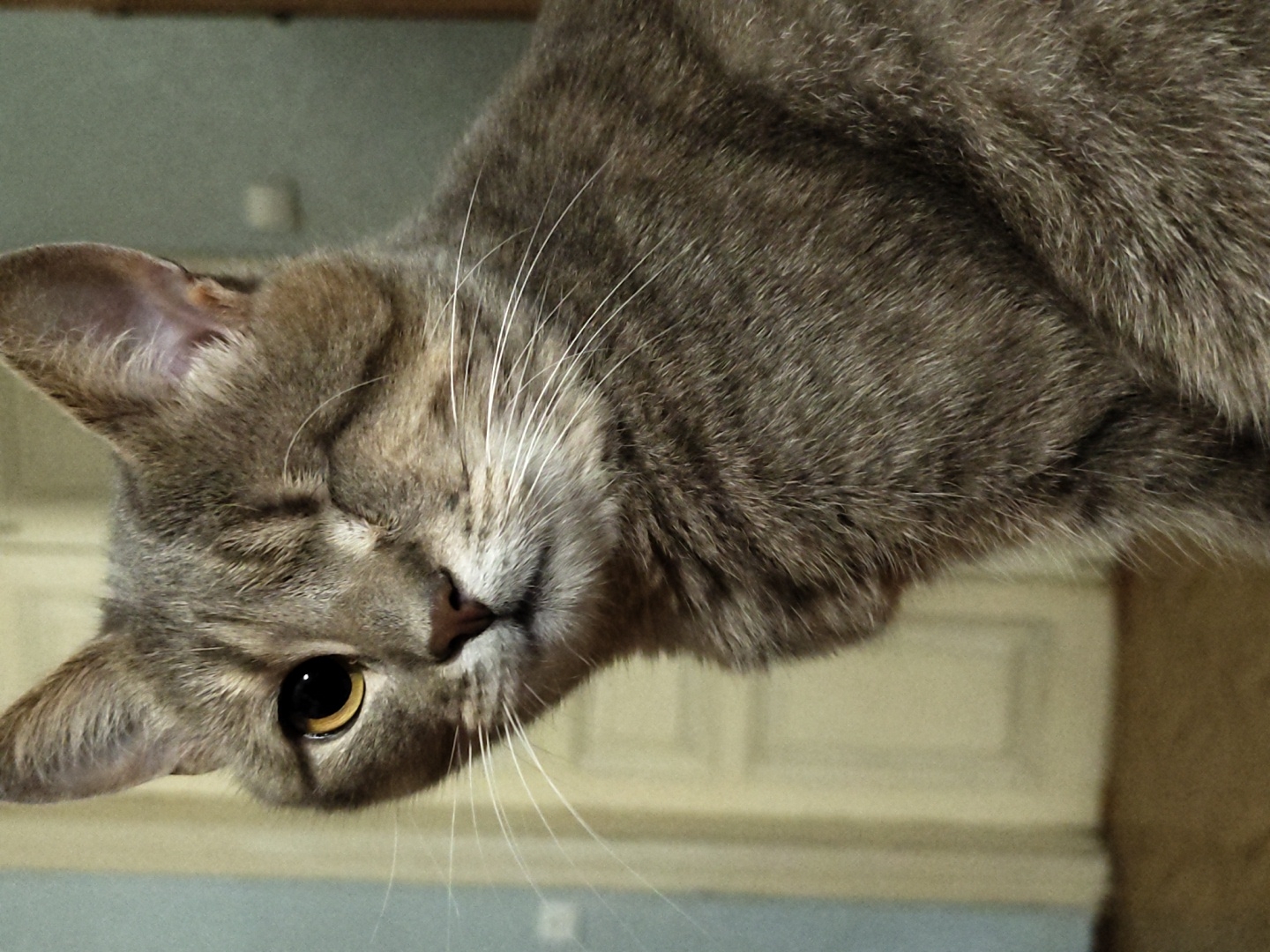 An eye-level, medium shot shows a tabby cat with grey fur, missing its left eye, looking directly at the camera. Its right eye is open and yellow, while its left eye is closed in a wink. The cat's mouth is slightly open, and its whiskers are prominent. The background is blurred, with hints of a room interior, including a closed door and a wall. The lighting is soft and diffused, creating a slightly grainy effect.