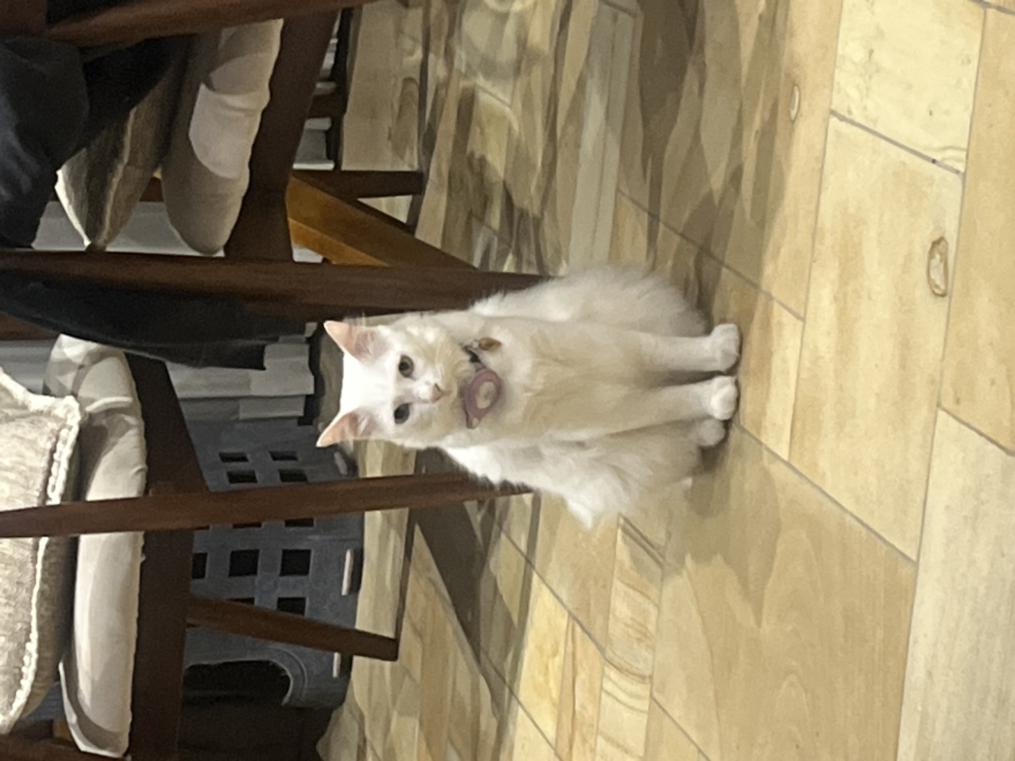 A white cat lies on a light-brown tiled floor, partially obscured by a wooden chair. The location cannot be verified as Kuta Selatan, Indonesia.