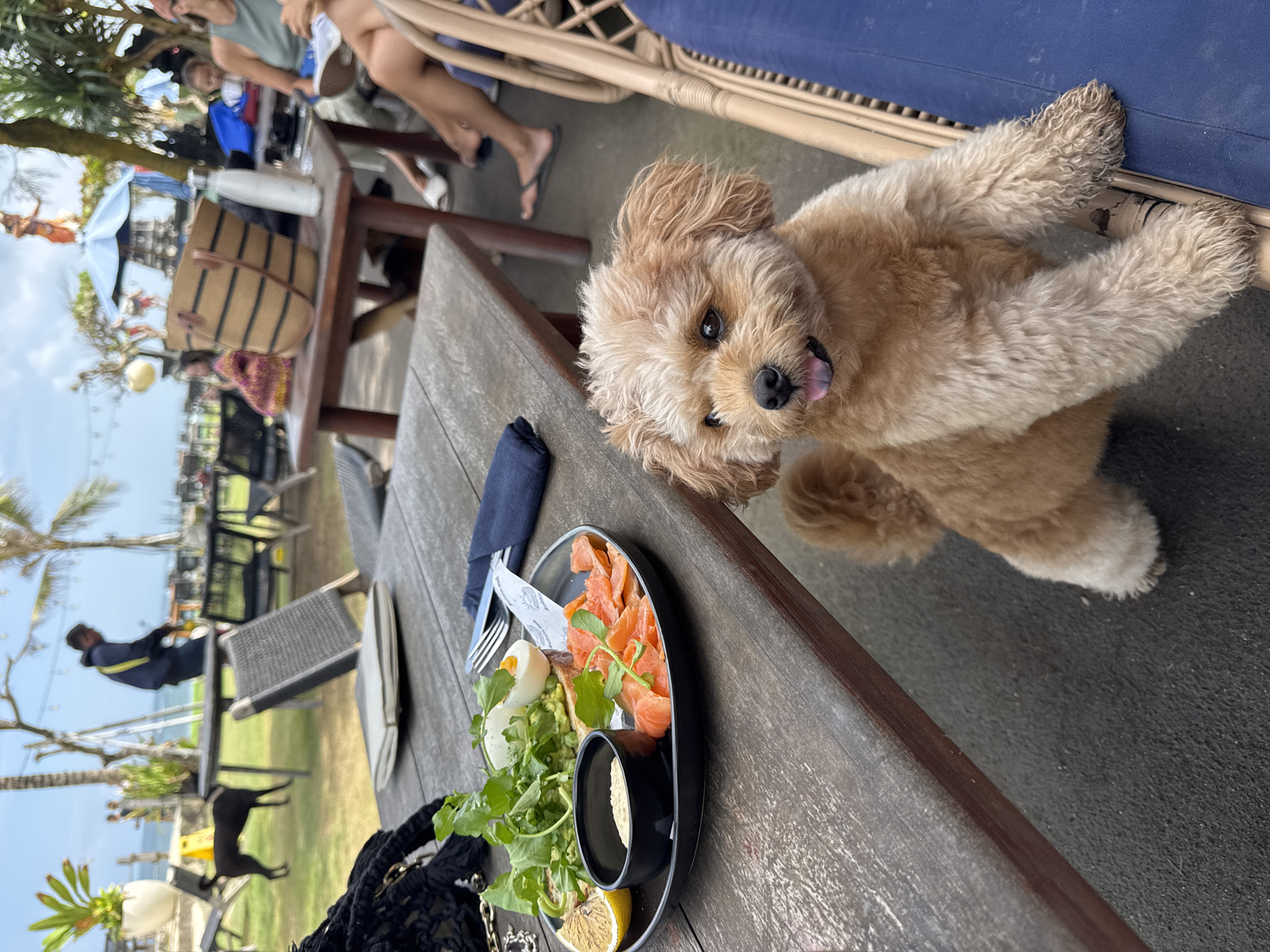 The image captures an outdoor dining scene at a waterfront restaurant in Mengwi, Indonesia. A small, light brown poodle mix dog is in the foreground, standing on its hind legs and looking at the camera with its tongue slightly out. The dog is positioned next to a wooden table laden with a meal. The meal consists of a black plate with slices of smoked salmon, a small bowl of dip, half a lemon, avocado toast topped with greens, and a hard-boiled egg cut in half. A fork and knife with a dark blue napkin are also on the table.
In the background, people are seated at tables, some are walking, and palm trees line the area. The ocean is visible in the distance. The overall atmosphere suggests a relaxed, tropical environment.