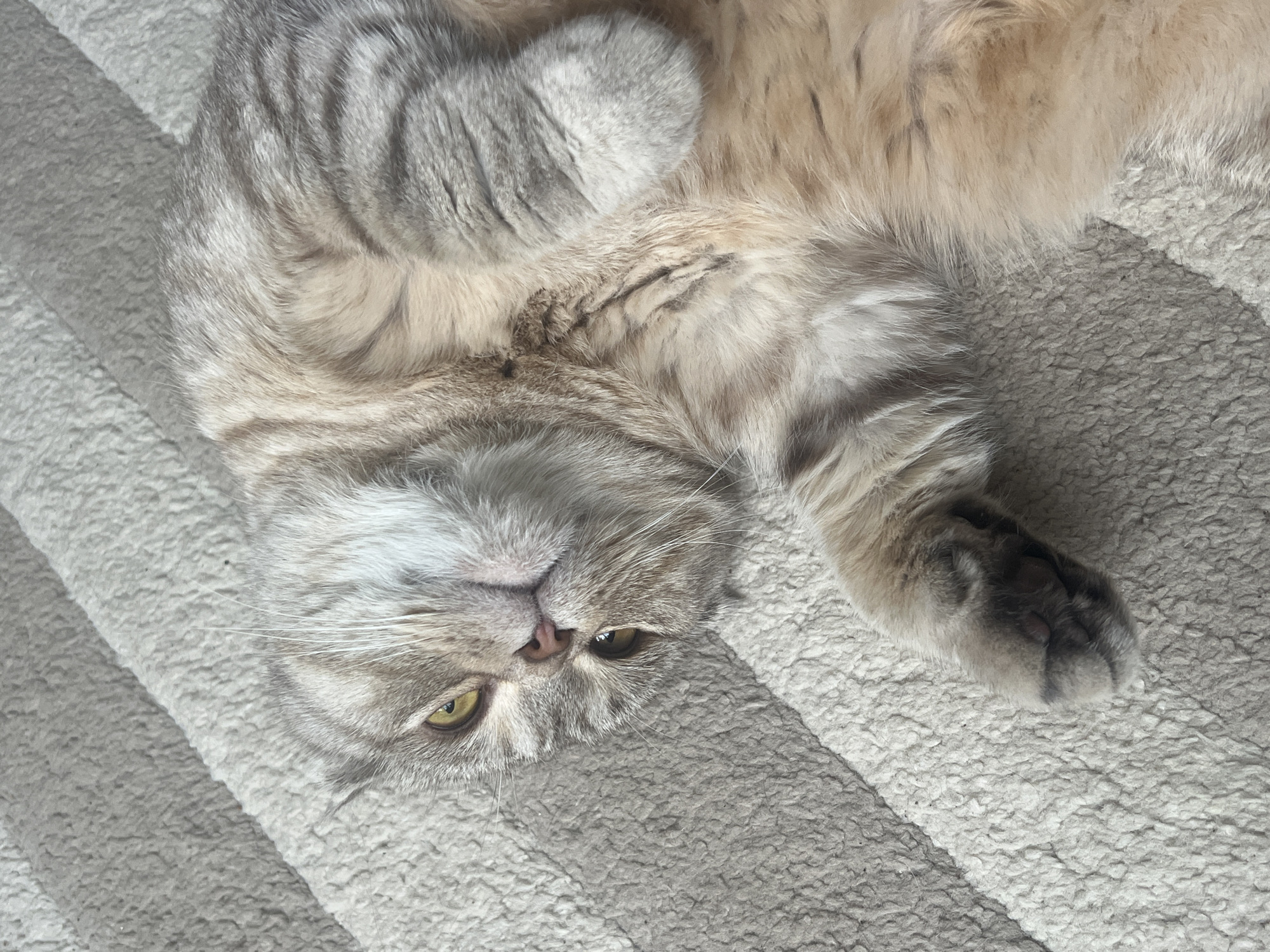 A gray and beige tabby cat lies on its back on a textured, striped rug. The cat has yellow-green eyes and a pink nose. One paw is raised in the air. The background is blurry, so the location cannot be determined.