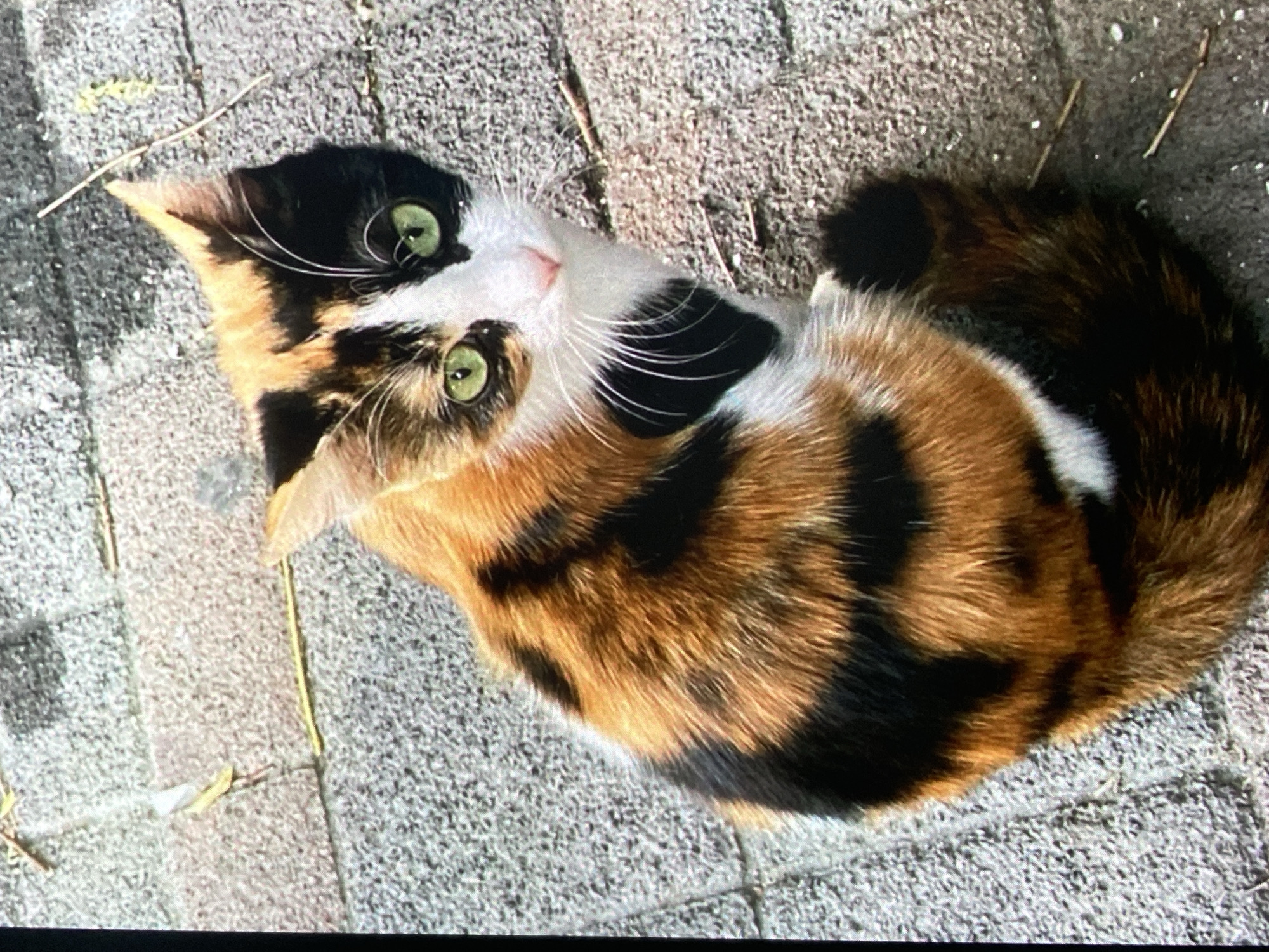 A calico cat with green eyes sits on a paved surface. The cat is oriented facing the camera with its body curled to the right. The cat's fur is a mix of orange, black, and white. The ground is made of grey and pinkish bricks, with some dry leaves and twigs scattered on the surface. There are no people visible in the image, and no specific landmarks indicate the location within the city of Ustyvytsia, Ukraine.
