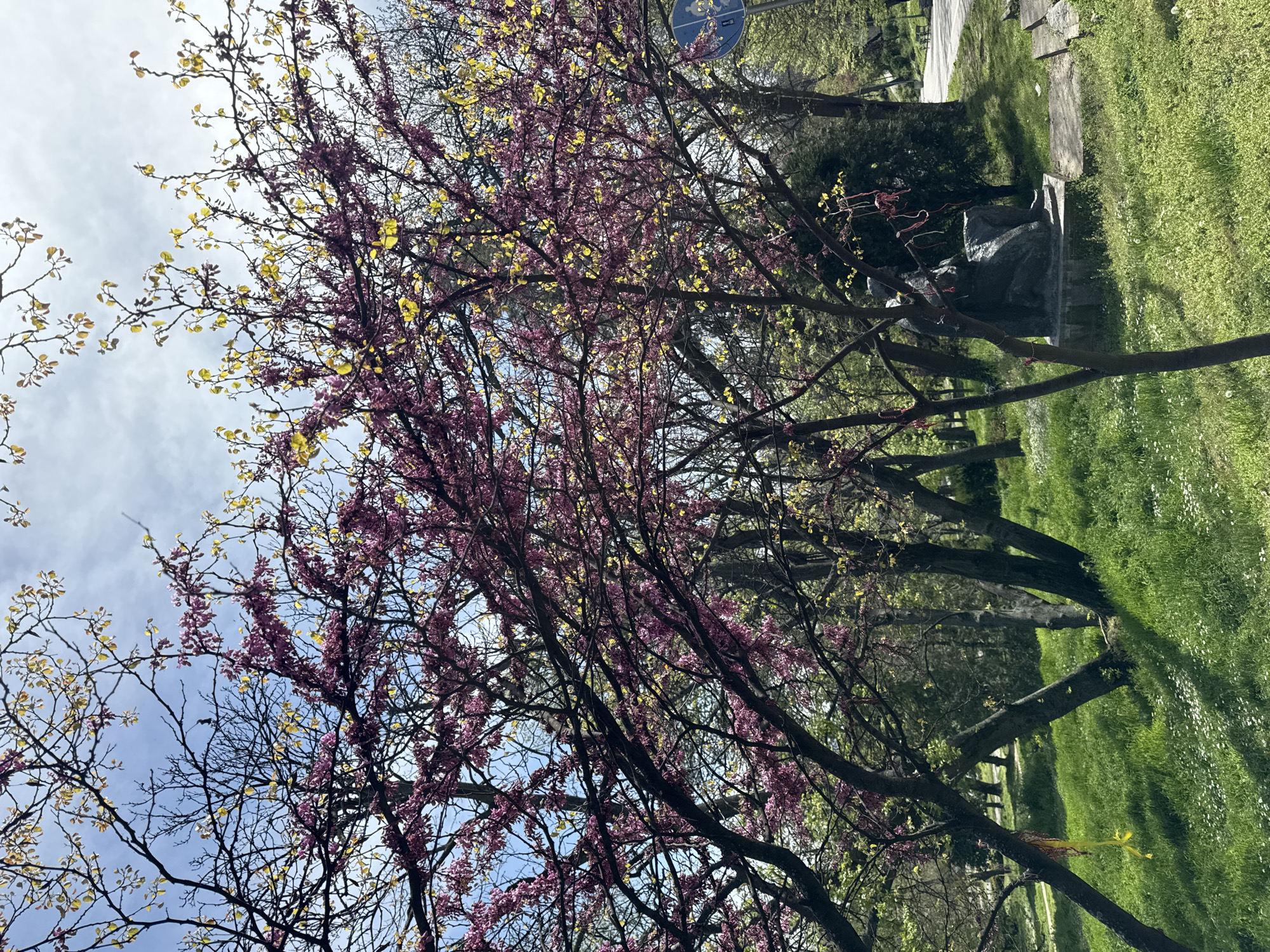 The image captures a vibrant spring scene within a park in Plovdiv, Bulgaria, characterized by blooming trees and lush green grounds under a bright, partly cloudy sky. The perspective looks up through the canopy of several trees.
In the foreground, a dominant tree bursts with an abundance of small, deep pink and purple blossoms, suggesting a Judas tree in full bloom. Many branches are covered in these flowers, while other branches and adjacent trees display clusters of fresh, bright yellow-green nascent leaves, indicating early spring growth. The intricate pattern of bare tree branches is silhouetted against the sky.
To the right, a wide expanse of green grass covers the ground, sprinkled with numerous small white flowers, possibly daisies. A light-colored paved path is visible winding through this grassy area. Further into the midground, partially hidden by foliage, stands a dark-colored statue or sculpture, appearing to be a seated figure on a pedestal. High up and slightly to the right, a circular blue road sign with a white symbol is faintly discernible through the tree branches.
The clear sky and bright illumination suggest a sunny day, likely morning or early afternoon. The scene is devoid of people or specific activities, conveying a peaceful and serene natural environment. The blooming flowers and new leaves clearly mark the season as spring. No discernible text is visible in the image.