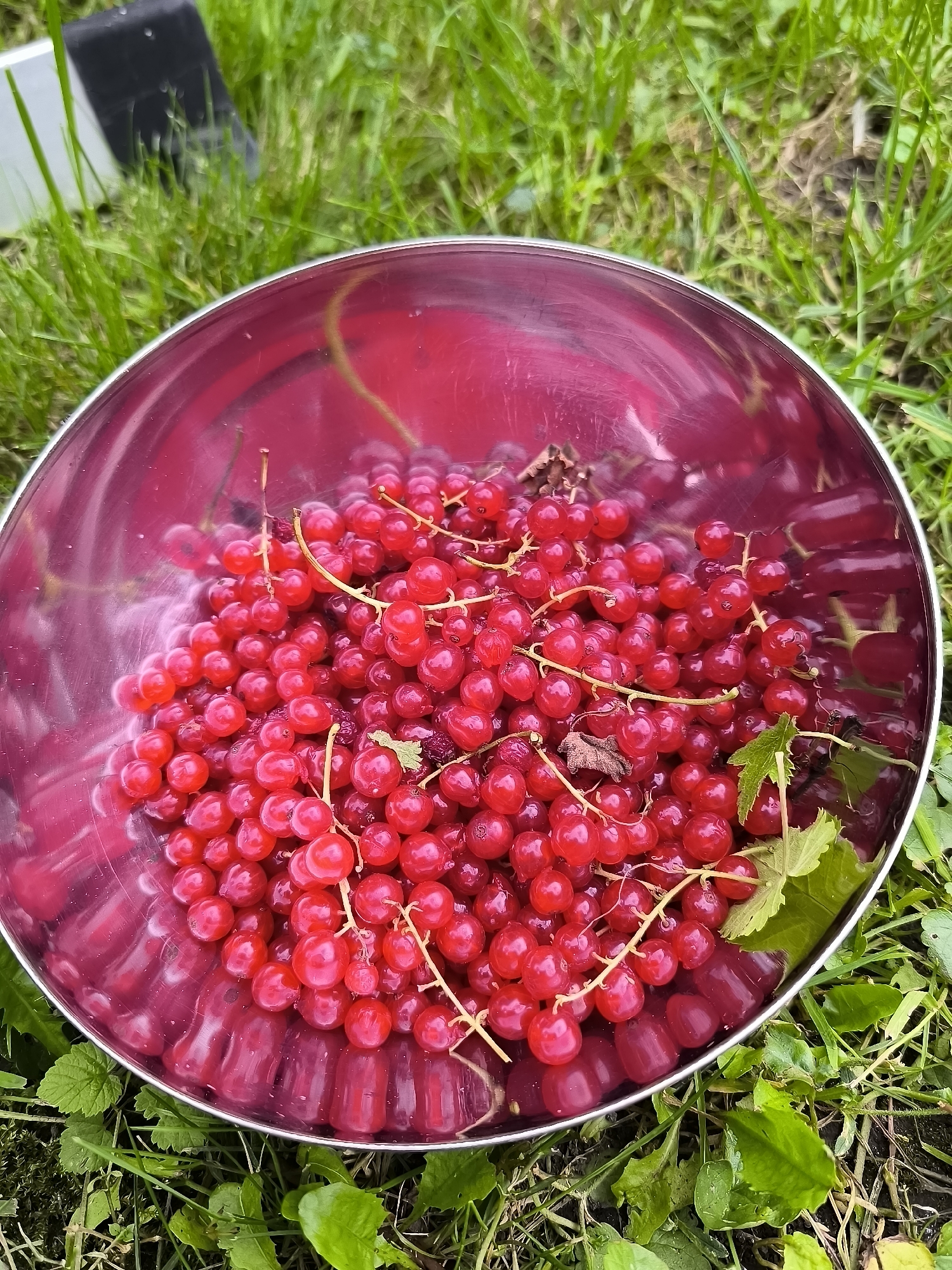 A silver bowl filled with ripe red currants rests on green grass. The bowl is positioned slightly off-center to the right, its metallic surface reflecting the surrounding environment. The red currants are clustered together, some still attached to thin stems, with a few green leaves interspersed. The grass beneath and around the bowl is lush and appears to be outdoors. In the background, slightly out of focus, is a black object with a silver edge, possibly a tool or piece of equipment, also resting on the grass. The lighting suggests it is daytime. There are no people or animals visible in the image. The location is not specified beyond being outdoors in a grassy area.