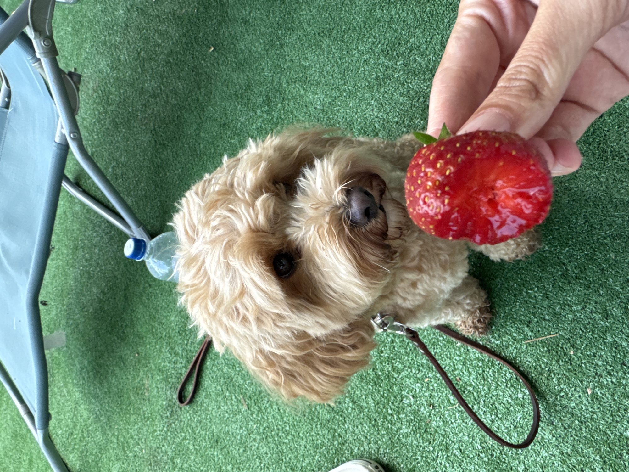 A light brown, fluffy dog with wavy fur is sitting on a green, artificial turf surface, looking at a strawberry held by a person's hand in the foreground. The dog is wearing a collar and a leash. In the background, part of a blue camping chair and a plastic water bottle are visible. The scene appears to be outdoors, possibly in a park or recreational area. The image does not contain any visual information that indicates the location is in Pribrezhnyi, Russia.