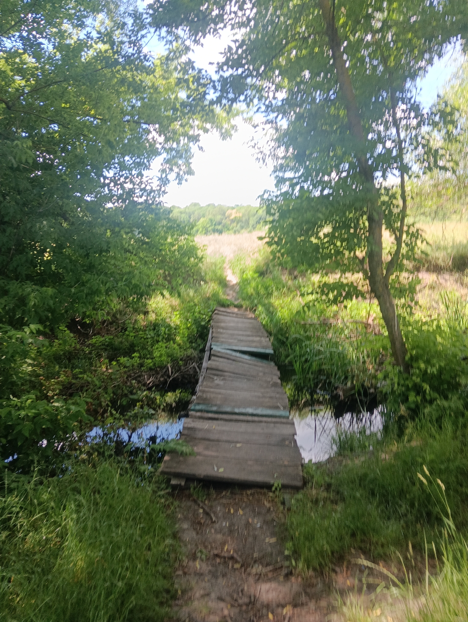 The image shows a weathered wooden bridge crossing a narrow body of water, likely a stream. The bridge is made of planks that appear old and possibly uneven. Lush green vegetation, including trees and tall grass, surrounds the water and the bridge, creating a natural, somewhat overgrown setting. Sunlight filters through the leaves of the trees, dappling the scene. The ground leading to the bridge appears to be a dirt path. The overall impression is a rustic, secluded natural landscape.