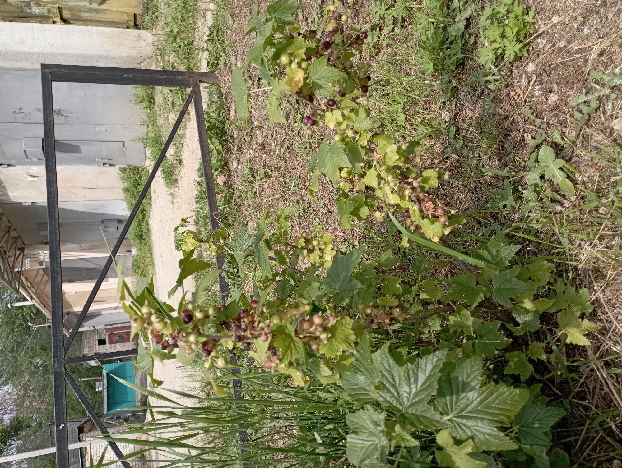 The image shows a blackcurrant bush with unripe berries in front of a metal fence and a building with a garage-like structure. The location is in the city of Blagoveshchensk, Russia, with a dry, dusty ground covered in grass and dry vegetation. The building appears to be made of concrete and metal.