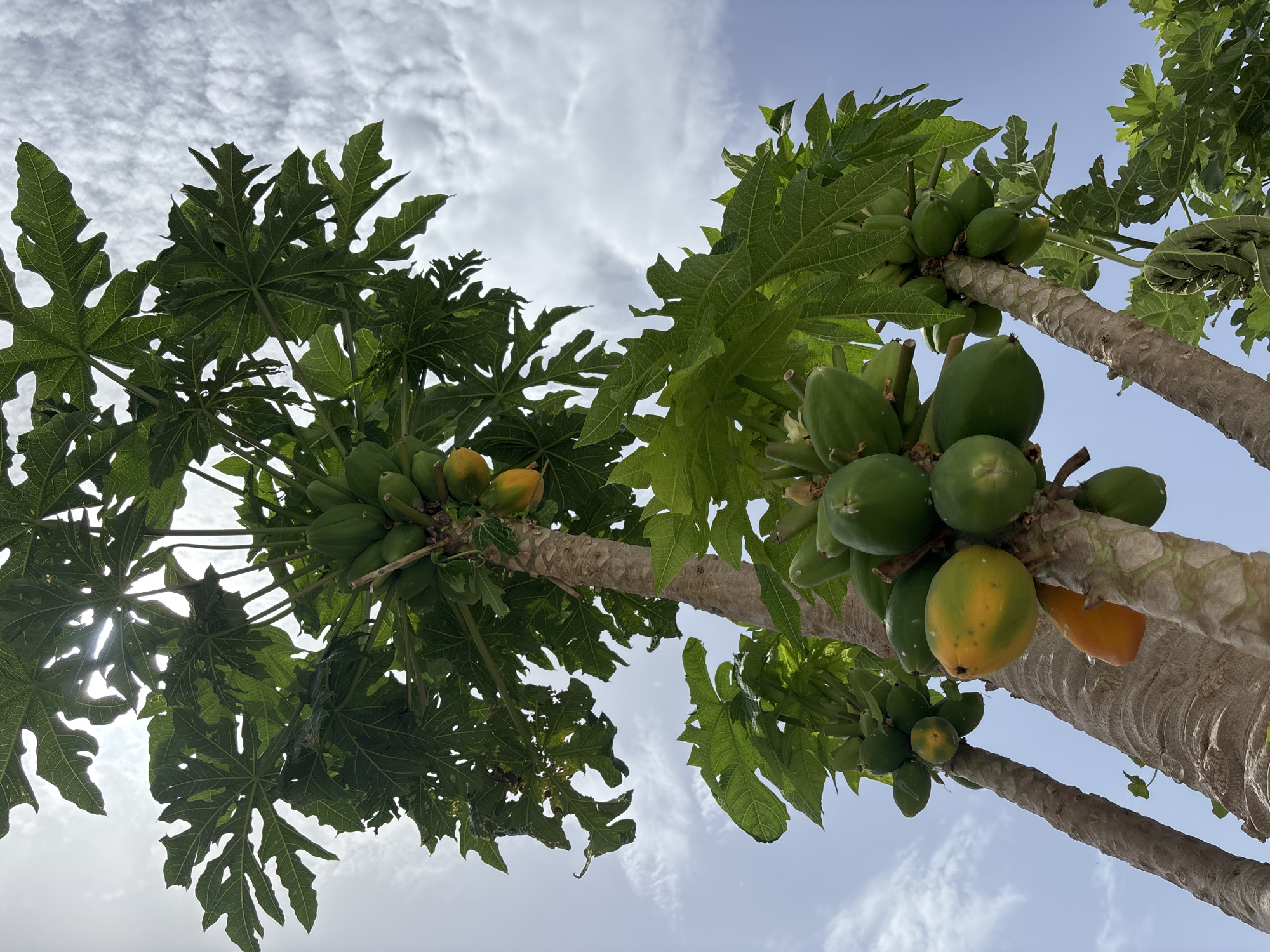 The image shows a low-angle view of a papaya tree laden with fruit, set against a backdrop of a bright, cloudy sky. The tree has a rough, segmented trunk and large, palmate leaves. Clusters of green papayas are visible, some of which are beginning to ripen, showing shades of yellow and orange. There are no people or animals depicted in the image. The scene appears to be an outdoor environment, possibly a garden or a rural area within Orihuela, Spain, given the context of the location. The lighting suggests it is daytime, with the sun partially obscured by the clouds and leaves.