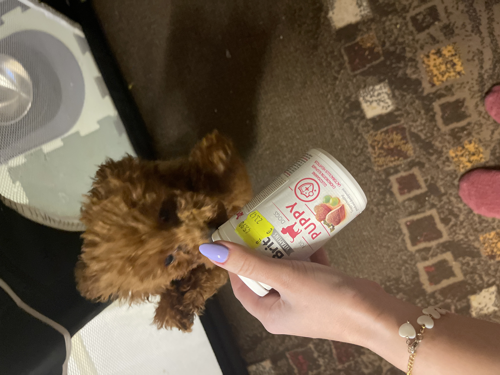 A medium, eye-level shot shows a brown poodle puppy about to drink a nutritional supplement from a white Brit Puppy container being held by a fair-skinned hand with lavender-colored nails and a gold and white heart bracelet. The location appears to be indoors, on a carpeted floor with geometric patterns, and a gray-and-white playpen or mat to the puppy's left. The nutritional supplement container has text written on it that includes, "FOR DOGS PUPPY," "Brit Vitamins," "45.90" (price label), and "GLUCOSAMINE CHONDROITIN SULPHATE LACTOBACILLUS HELVETICUS." There are no explicit indications in the image itself that confirm its location within the city of Sofia, Bulgaria.