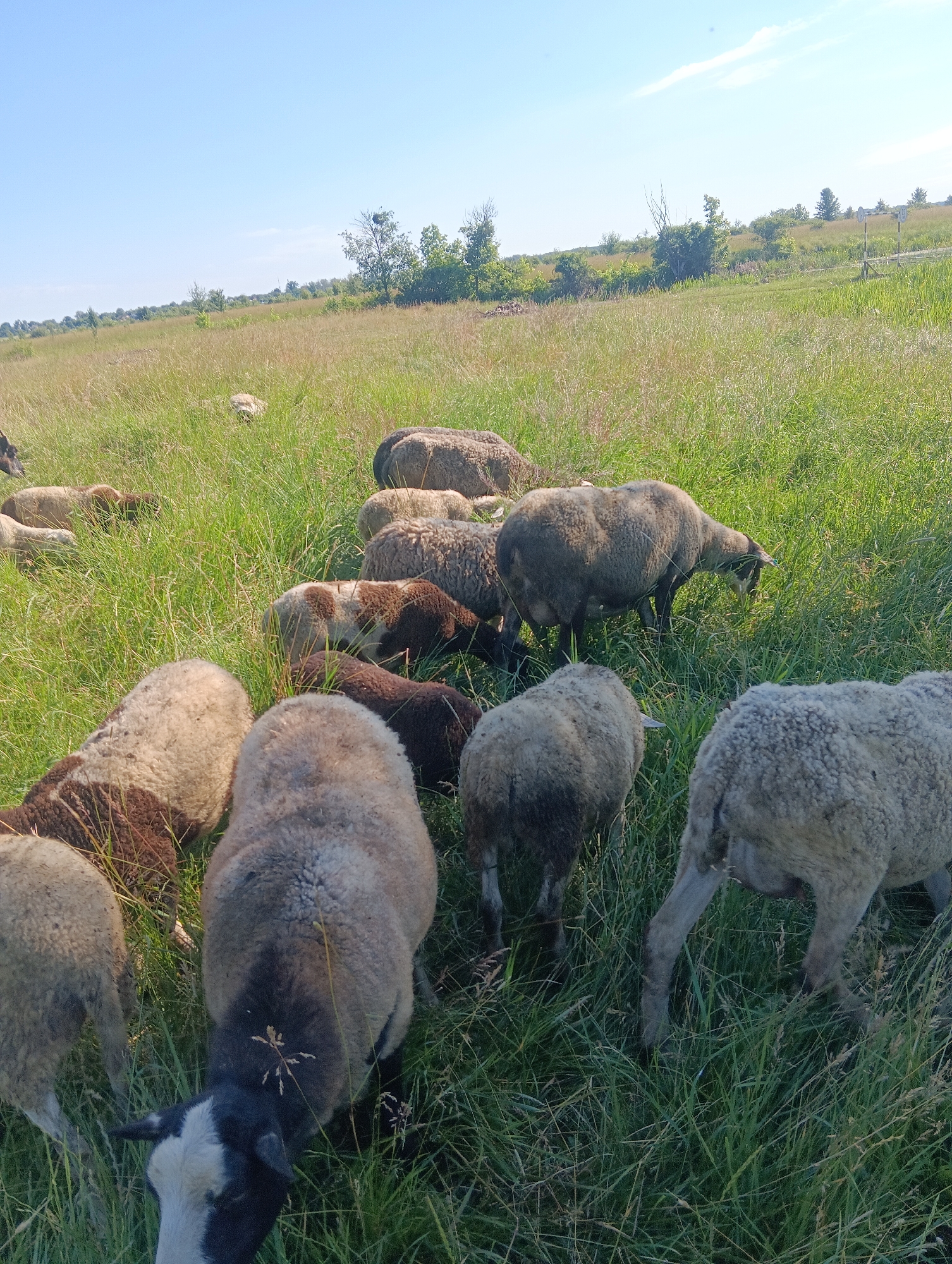 In a grassy field under a clear blue sky, a flock of sheep graze on a sunny day. The sheep are of various colors, including white, brown, and dark gray. Some are facing the camera, while others are grazing with their heads down. The field is covered in lush green grass, with some dry stalks interspersed. In the background, a gentle slope leads up to a line of trees and a few scattered bushes. The scene appears to be in a rural or park-like setting.