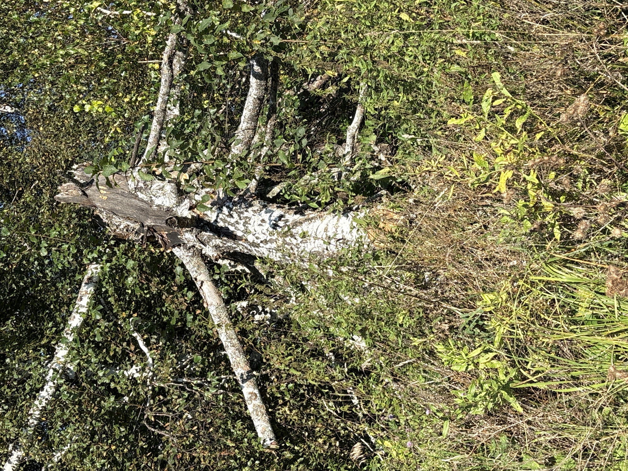A broken birch tree stump stands prominently in a dense patch of green foliage and dry grasses. The tree's white bark is visible on the stump and its surrounding branches, which extend outwards, some reaching horizontally into the vegetation. The environment appears to be a natural, outdoor setting, likely a rural area or the outskirts of a settlement. The presence of dry grasses suggests a time of year when vegetation is beginning to wither, possibly late summer or early autumn. The scene is devoid of any human presence or discernible man-made structures. This image was captured in the city of Verkh-Bobrovka, Russia.
