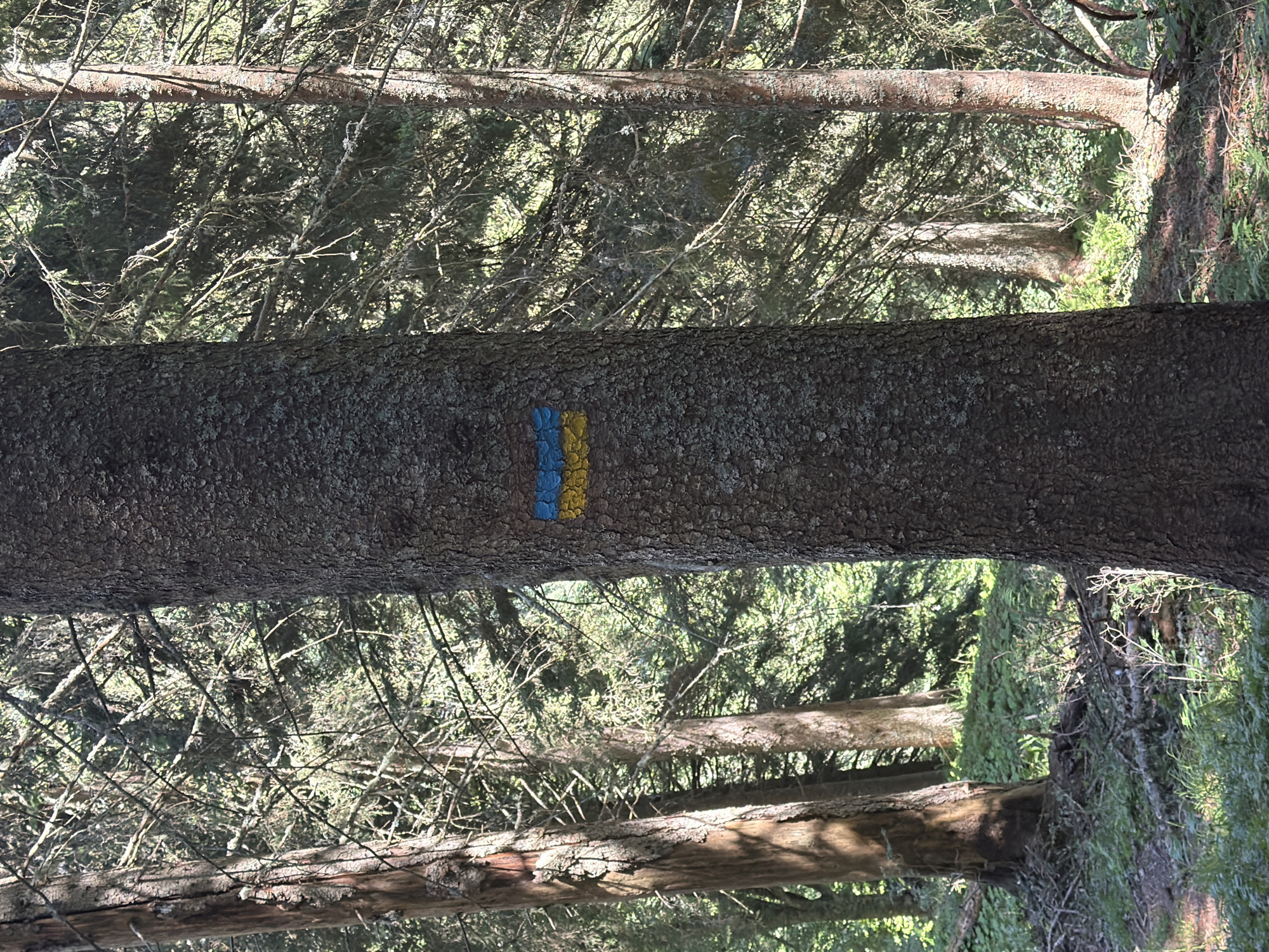 The image displays a close-up view of a tall, rough-barked tree trunk in a forest. A horizontal trail marker is painted on the trunk, featuring two bands of color: blue on the top and yellow on the bottom. The surrounding environment is a dense coniferous forest with sunlight filtering through the trees, illuminating the forest floor covered with green foliage and fallen branches. The lighting suggests it is daytime.