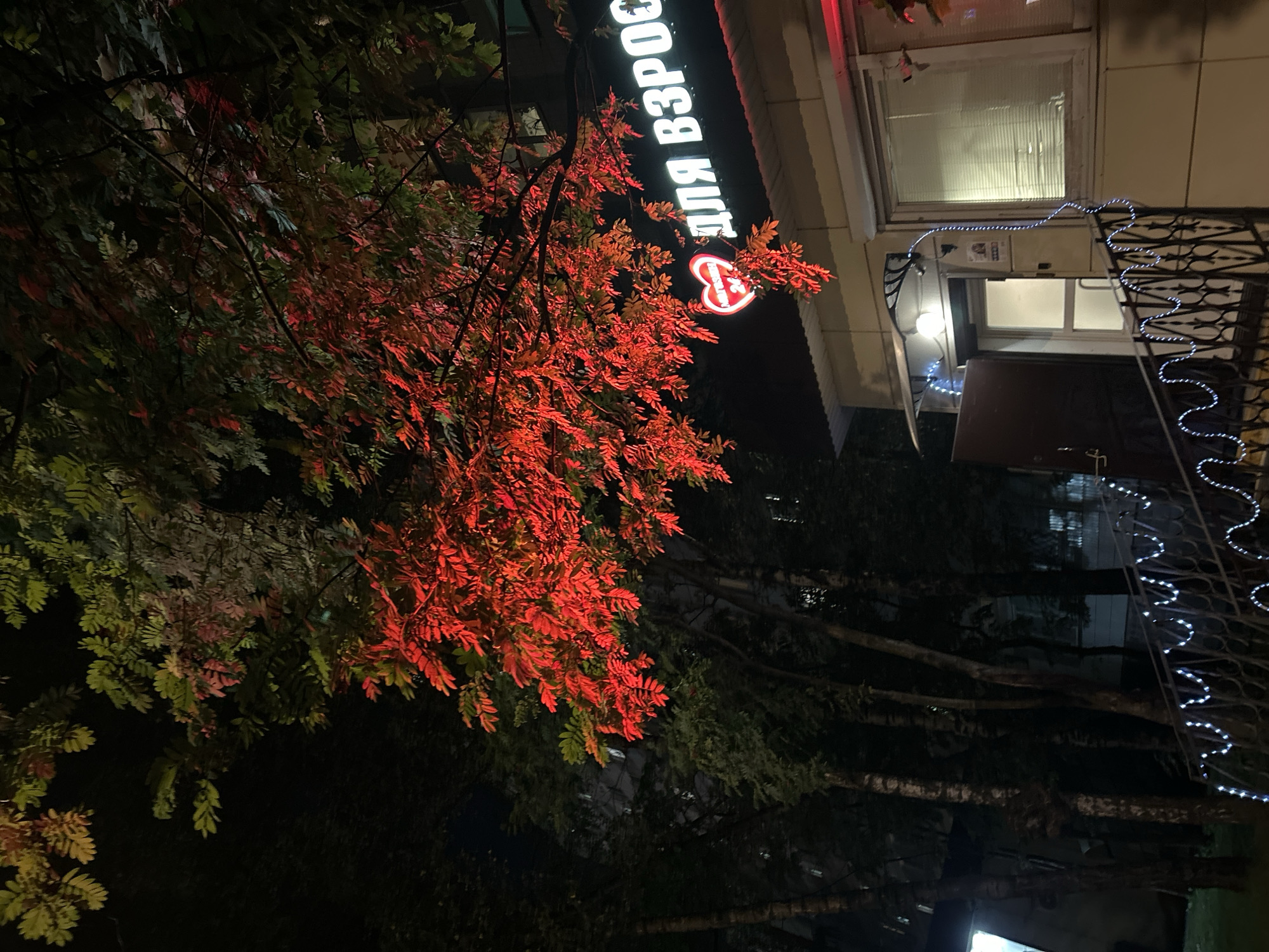 The image depicts a nighttime street scene in Moscow, Russia. A building with a sign that reads "ДЛЯ ВЗРОС" (which translates to "FOR ADULT") is visible, illuminated by bright white lettering. Above the sign, a tree with branches illuminated by a vibrant red light is prominent. The red light casts a striking glow on the leaves, contrasting with the dark surroundings. A heart-shaped logo with "24" inside is also part of the signage. To the left of the building, a dark entryway with an open door is visible, with a small awning overhead. The building is flanked by trees, and a set of stairs leading up to the entrance is decorated with a string of white lights. The overall atmosphere is one of urban nightlife, with the illuminated sign and red-lit foliage creating a dramatic visual effect.