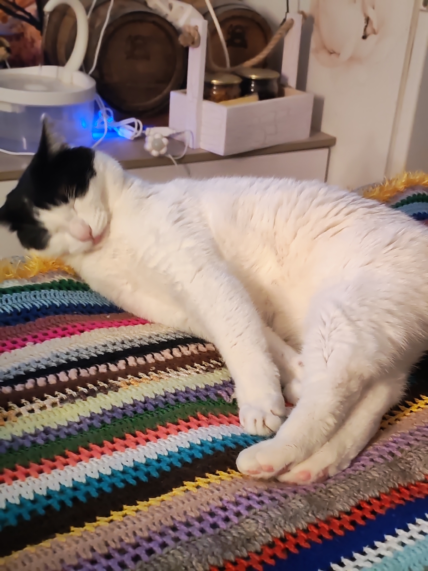A black and white cat rests peacefully on a vibrant, multi-colored striped crochet blanket in an indoor setting. The cat is mostly white with distinct black patches on its head and ears, and its eyes are closed, indicating it is either sleeping or deeply relaxed, possibly mid-groom. Its front paws, revealing subtle pink toe beans, are tucked comfortably under its body.
In the background, a white and clear cat water fountain emits a soft blue light, with its white power cord visible. Behind it, decorative elements include what appear to be the ends of small wooden barrels. To the right, a white wooden caddy contains two small jars, and another white decorative object is partially visible. The scene conveys a serene and cozy domestic atmosphere. The blue light from the fountain suggests an evening or nighttime ambiance. No legible text is visible in the image.