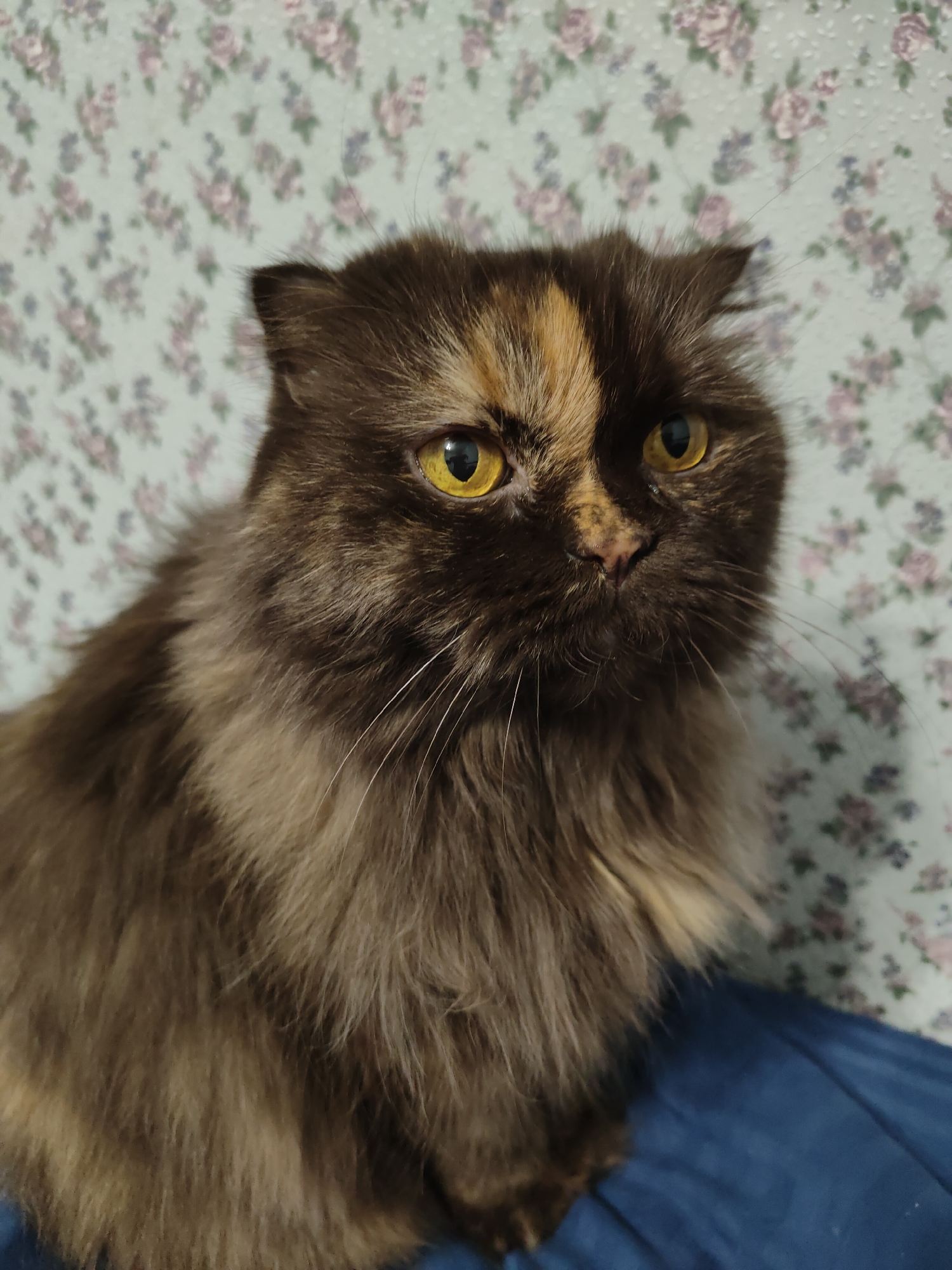 A medium shot captures a long-haired, brown and tan tortoiseshell cat with yellow eyes. The cat is the primary subject, posed against a backdrop of light blue wallpaper featuring a pattern of small pink floral designs. Below the cat, a dark blue fabric surface is visible. The location is unknown, and there is no confirmation it is in the city of Ufa, Russia.