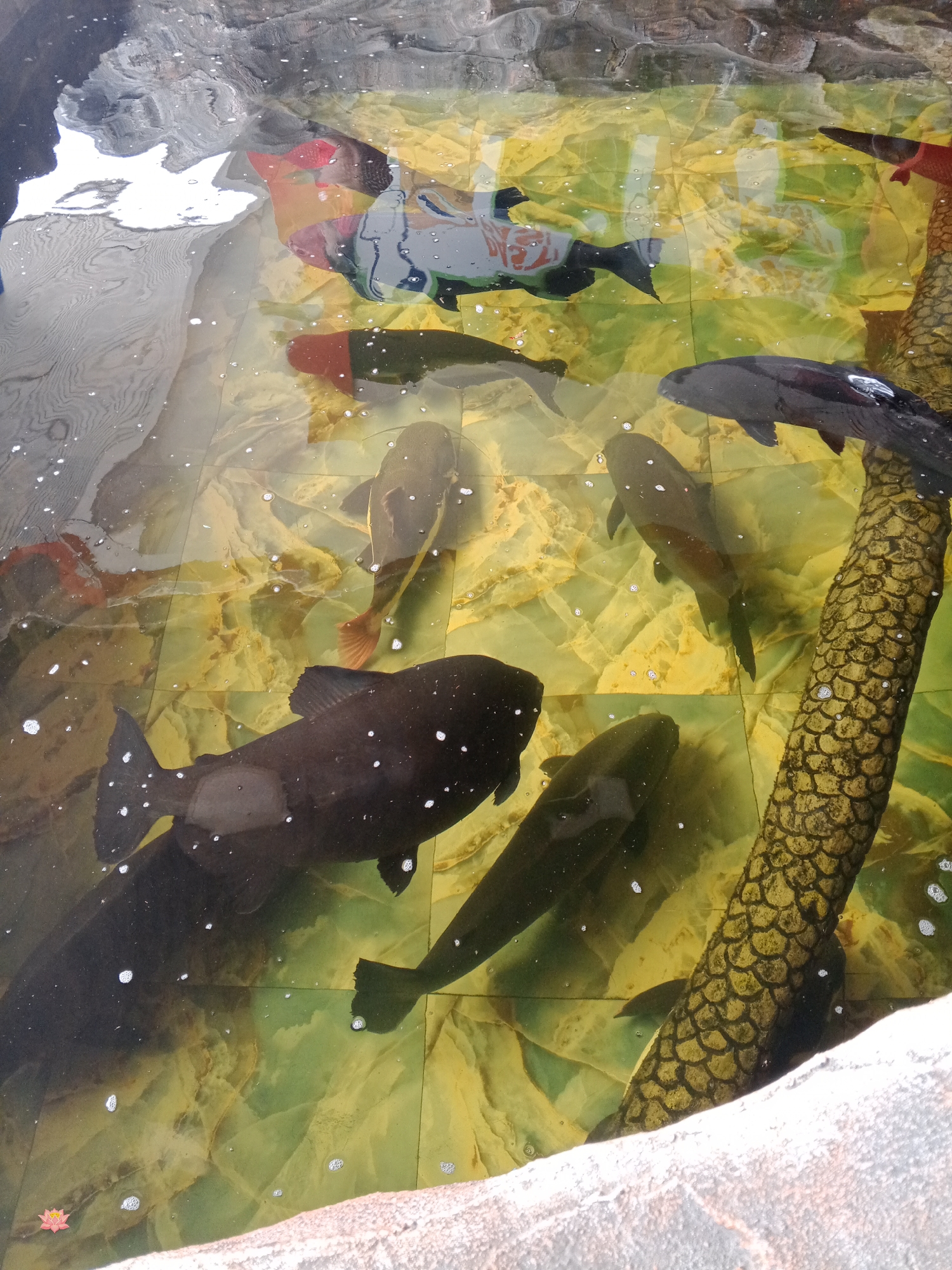 A group of large, dark-colored fish are swimming in a pond with a patterned, light-colored bottom. The water is clear, and small bubbles are visible. To the right, a textured, scaly object, resembling a dragon or serpent, emerges from the water. In the upper part of the pond, several smaller, brightly colored fish, possibly ornamental koi, are also visible, some with red markings. The environment suggests an outdoor pond, possibly in a park or garden setting, with reflections of the sky and surrounding structures on the water's surface. The image does not provide specific information about the city of Blang Lilue, Indonesia.